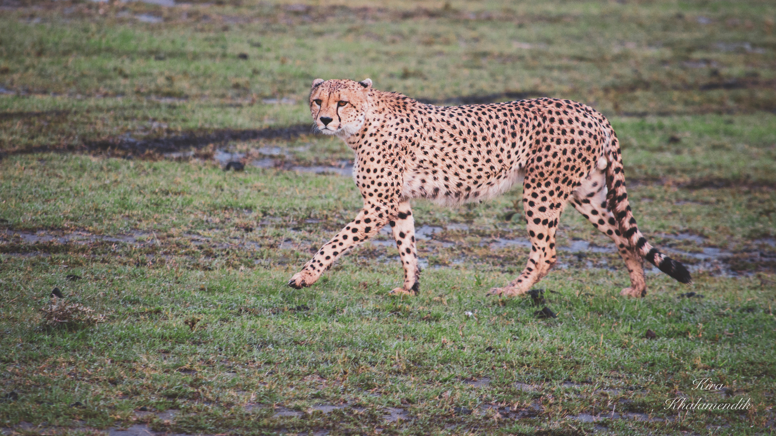 Afrique Centrale (paysages, animaux). Mannequins, design, decoration, handmade, photographe…