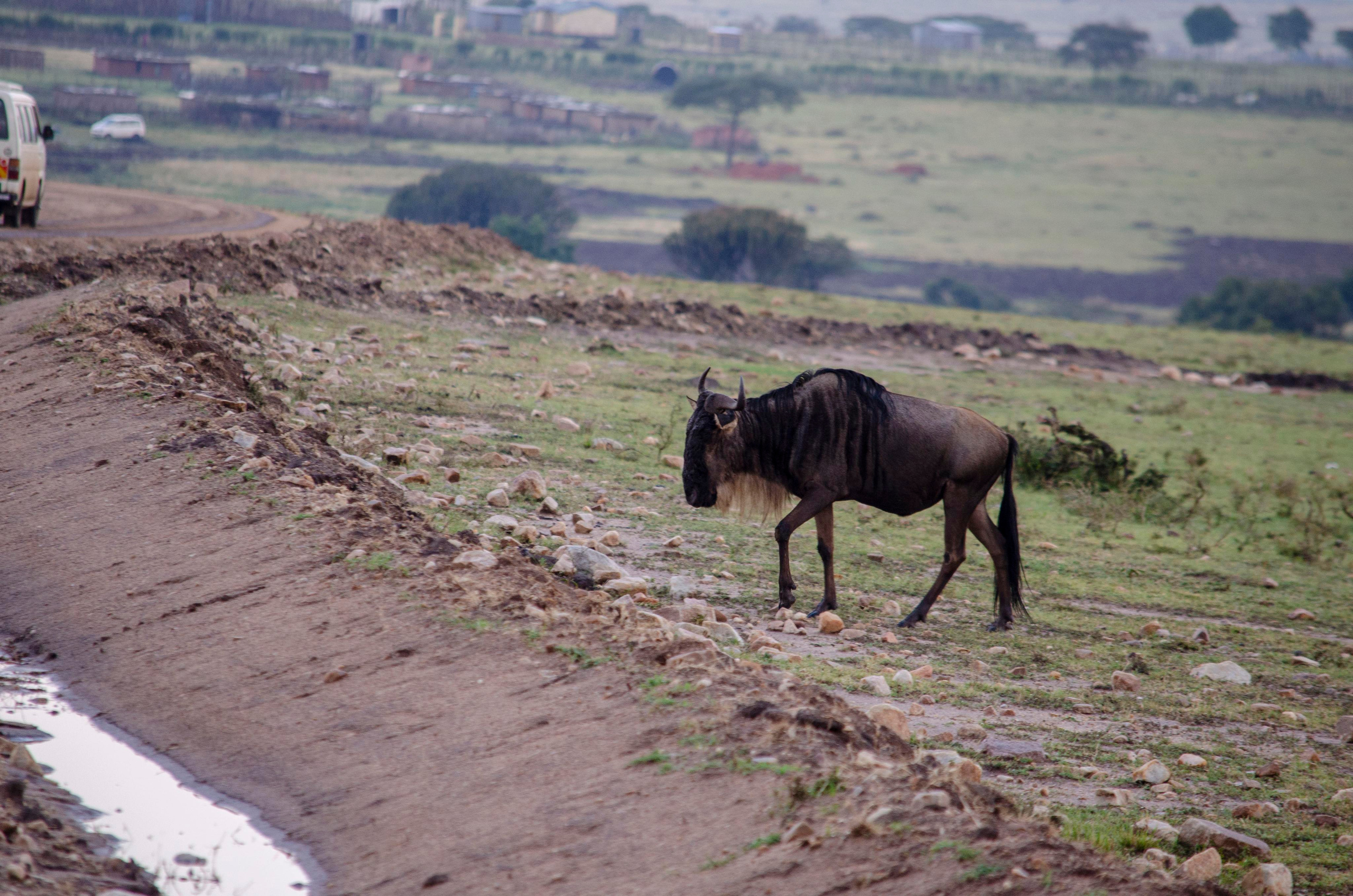 Afrique Centrale (paysages, animaux). Mannequins, design, decoration, handmade, photographe…