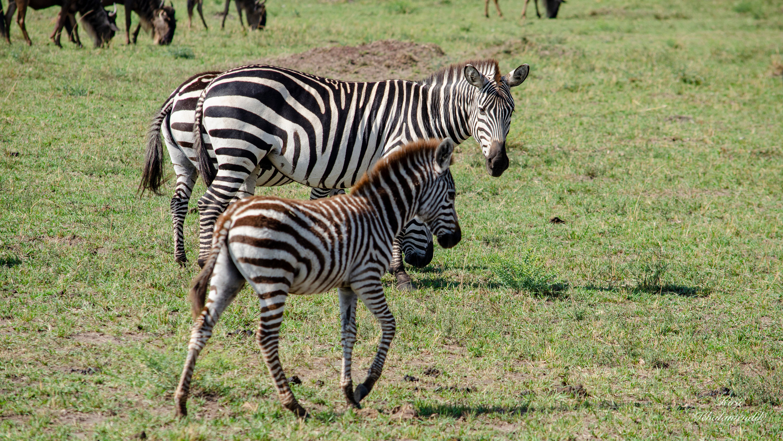 Afrique Centrale (paysages, animaux). Mannequins, design, decoration, handmade, photographe…