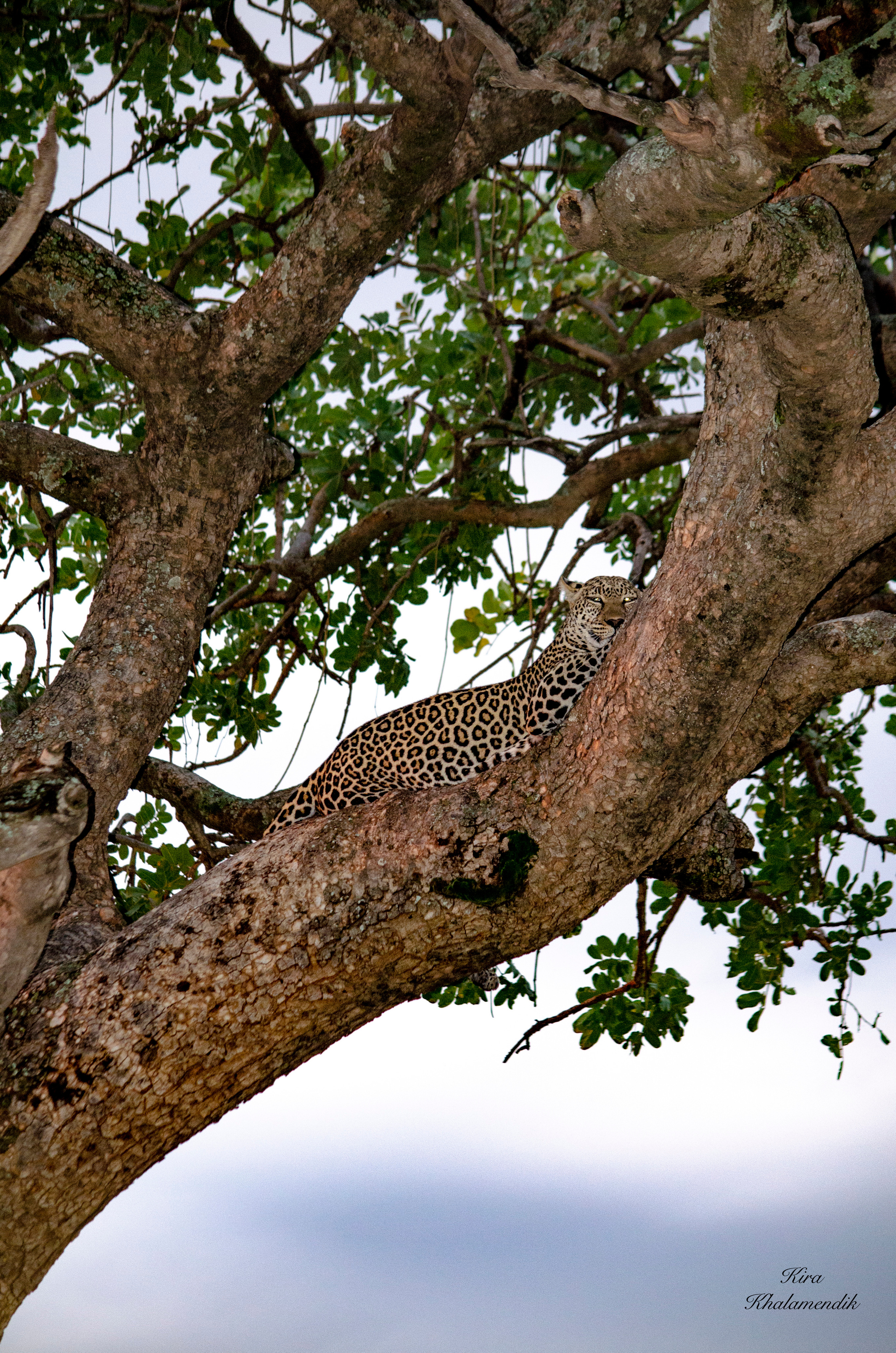 Afrique Centrale (paysages, animaux). Mannequins, design, decoration, handmade, photographe…