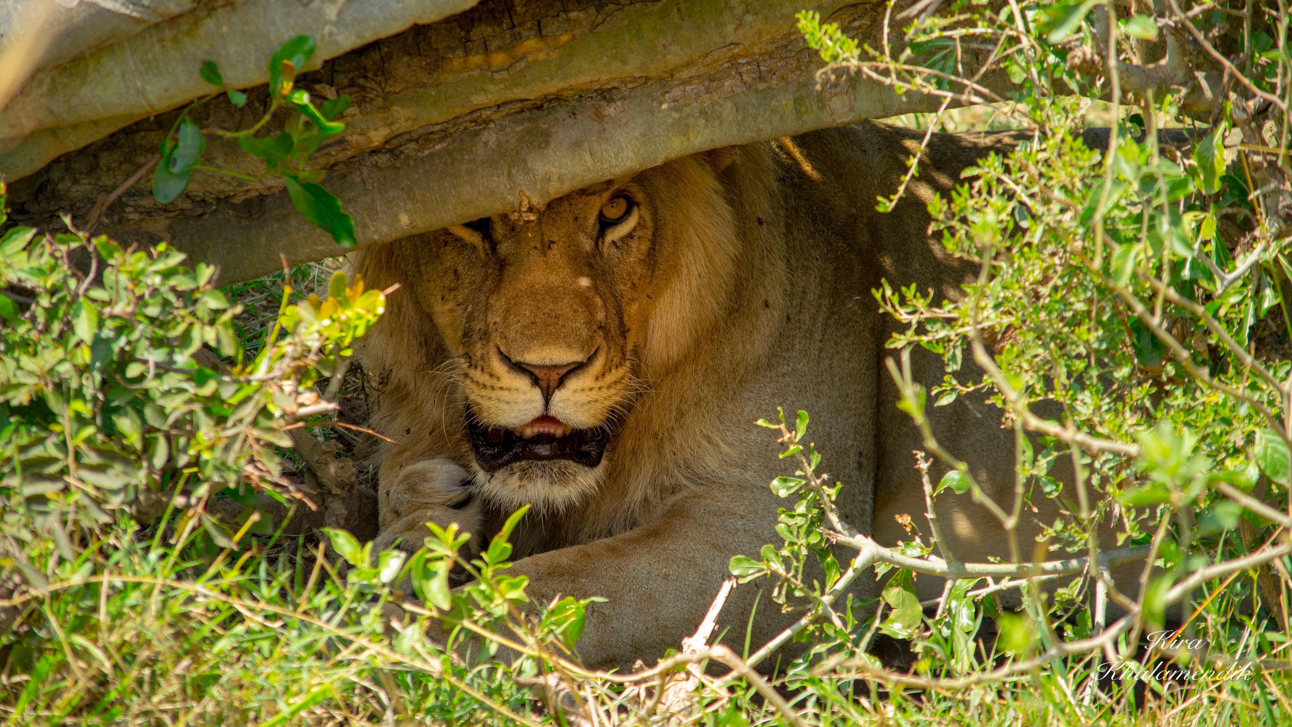 Afrique Centrale (paysages, animaux). Mannequins, design, decoration, handmade, photographe…