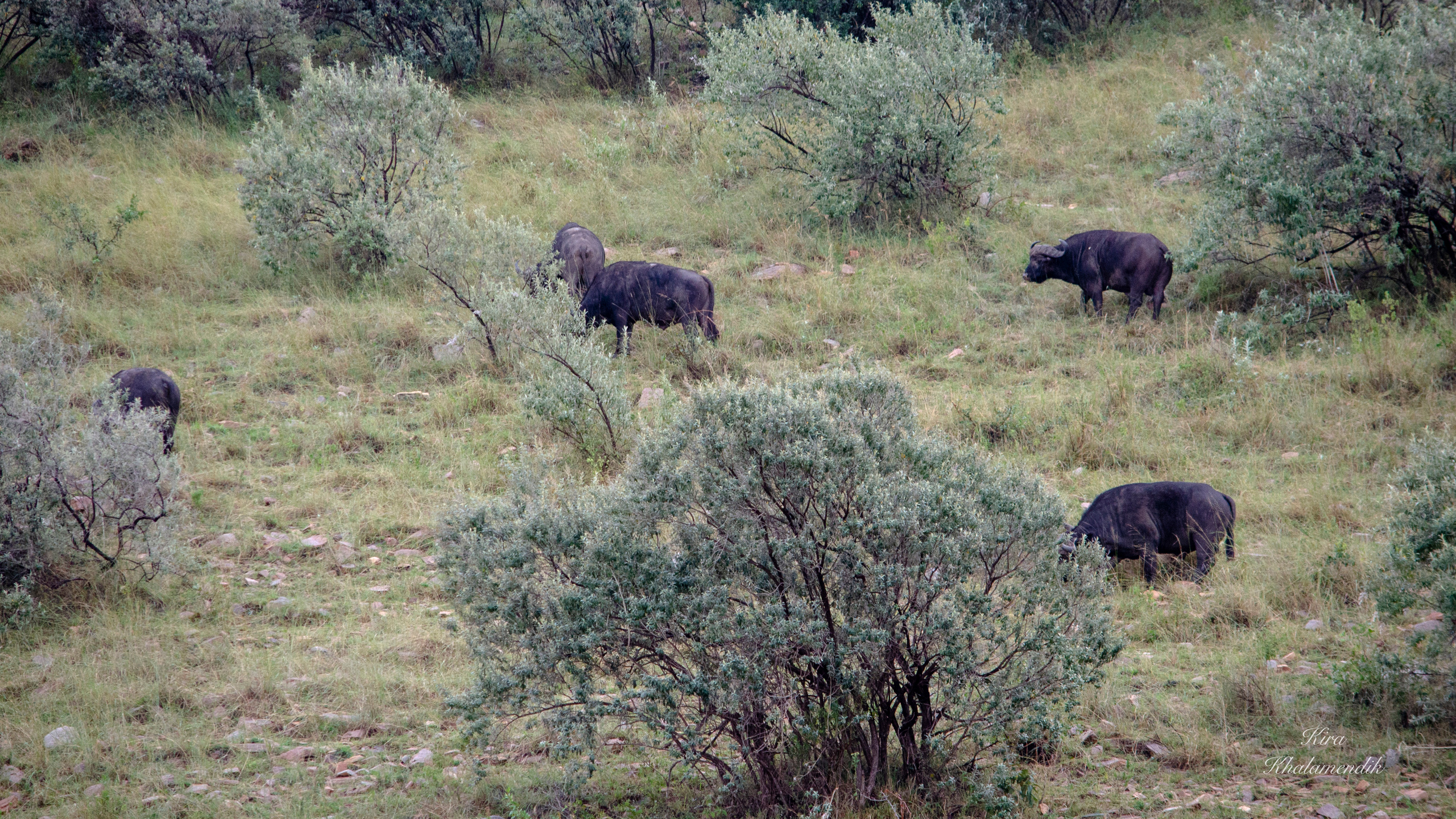 Afrique Centrale (paysages, animaux). Mannequins, design, decoration, handmade, photographe…