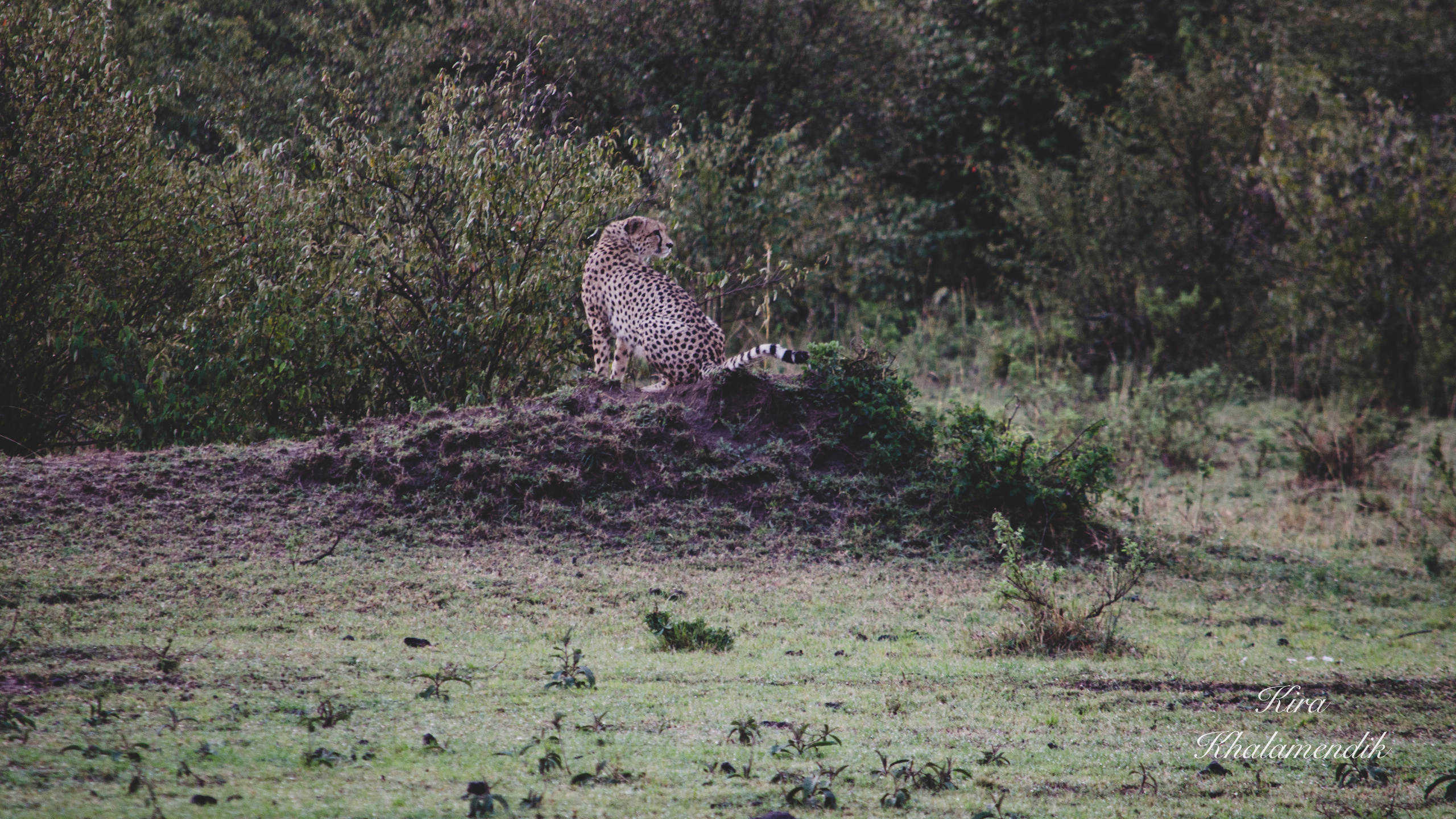 Afrique Centrale (paysages, animaux). Mannequins, design, decoration, handmade, photographe…