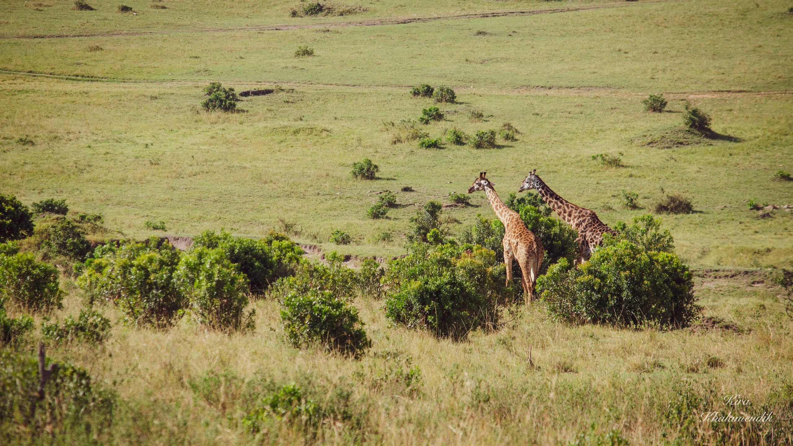 Afrique Centrale (paysages, animaux). Mannequins, design, decoration, handmade, photographe…