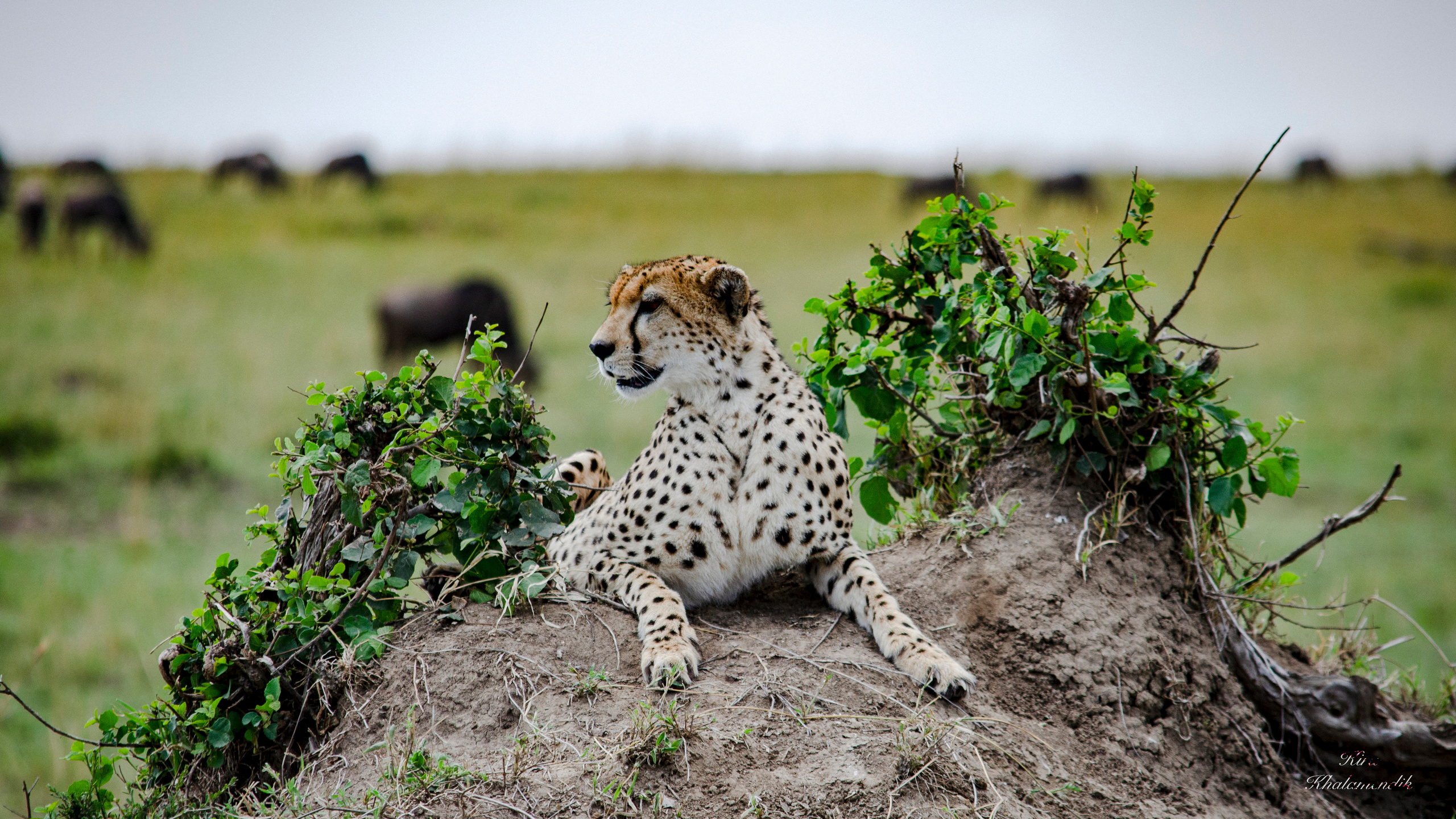 Afrique Centrale (paysages, animaux). Mannequins, design, decoration, handmade, photographe…
