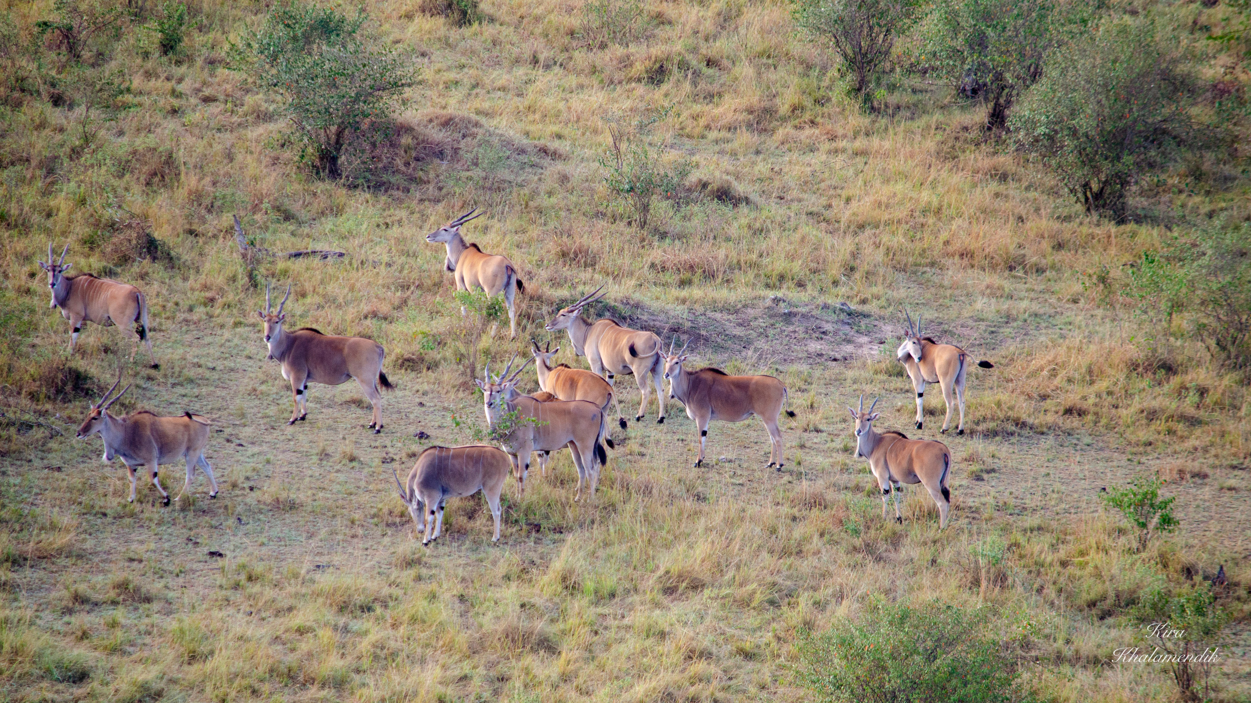 Afrique Centrale (paysages, animaux). Mannequins, design, decoration, handmade, photographe…