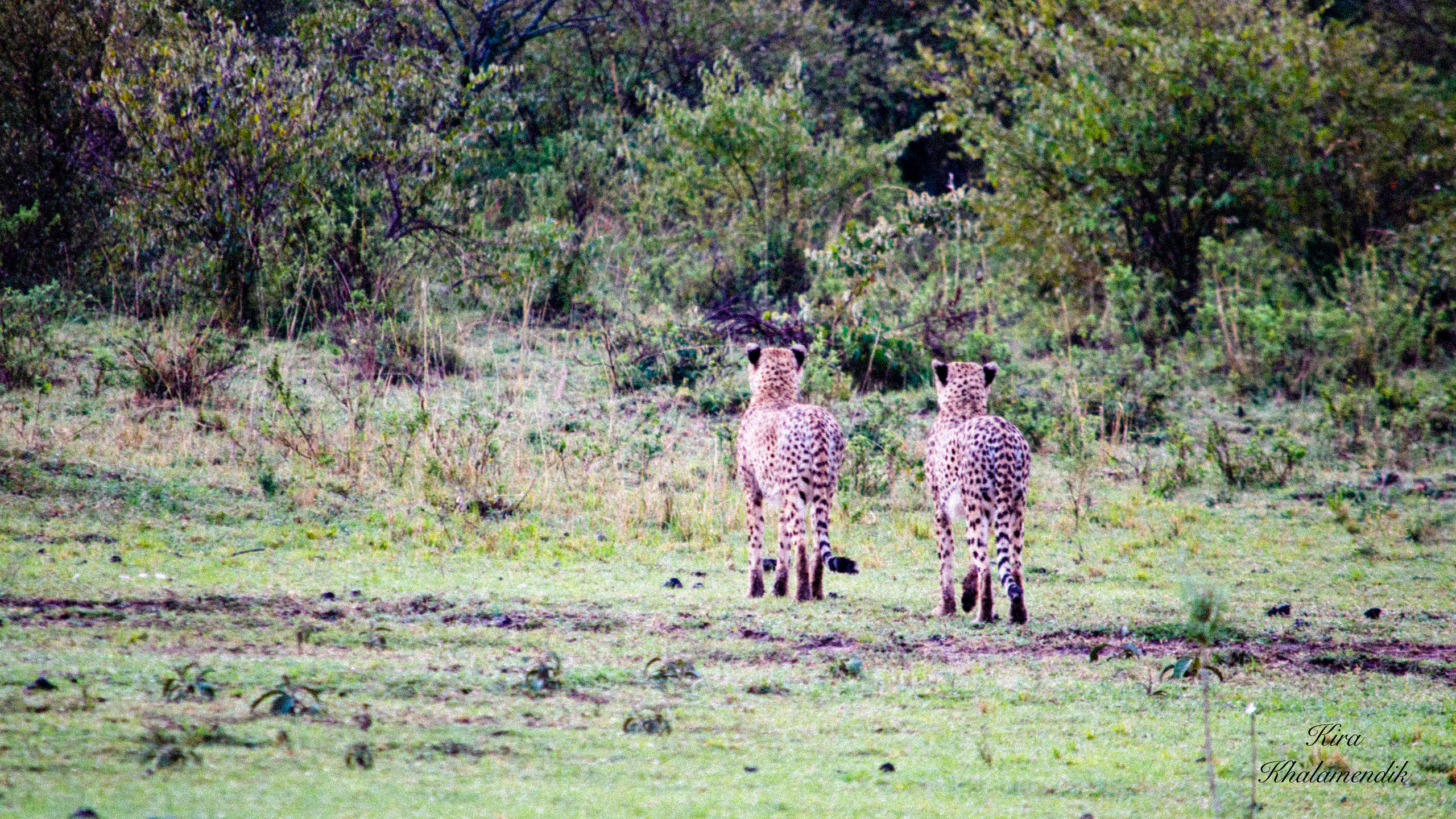Afrique Centrale (paysages, animaux). Mannequins, design, decoration, handmade, photographe…
