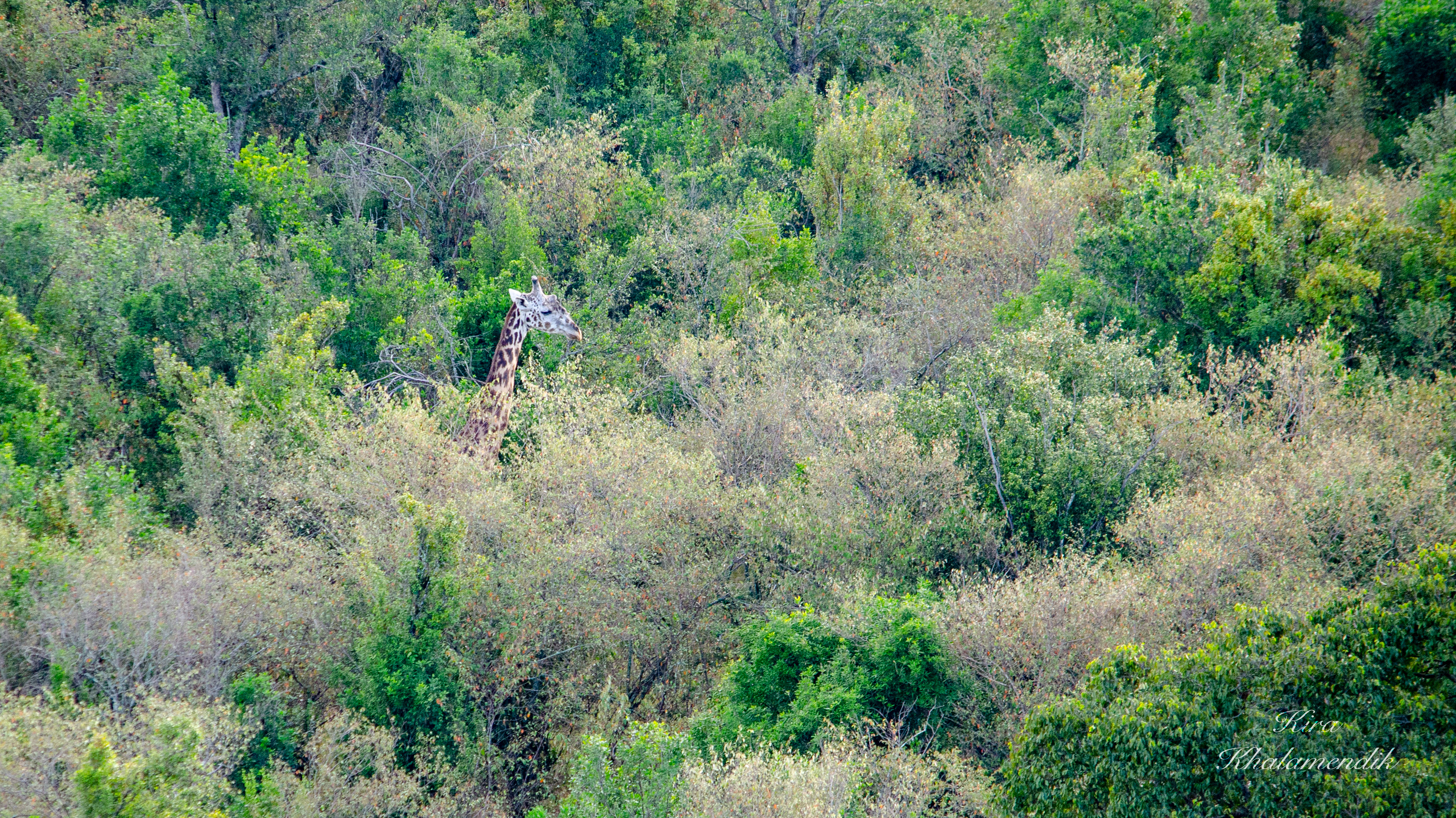 Afrique Centrale (paysages, animaux). Mannequins, design, decoration, handmade, photographe…