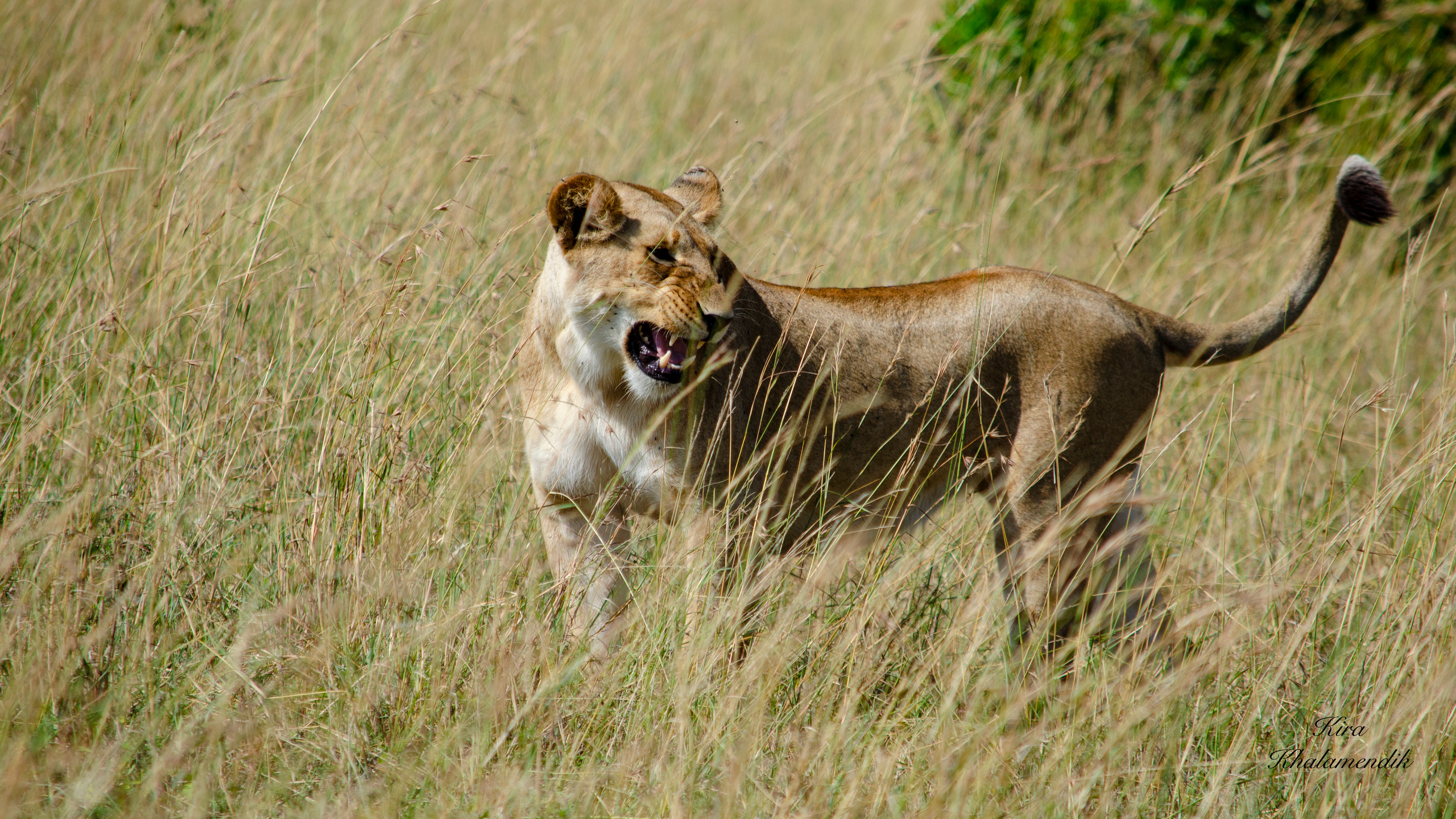 Afrique Centrale (paysages, animaux). Mannequins, design, decoration, handmade, photographe…