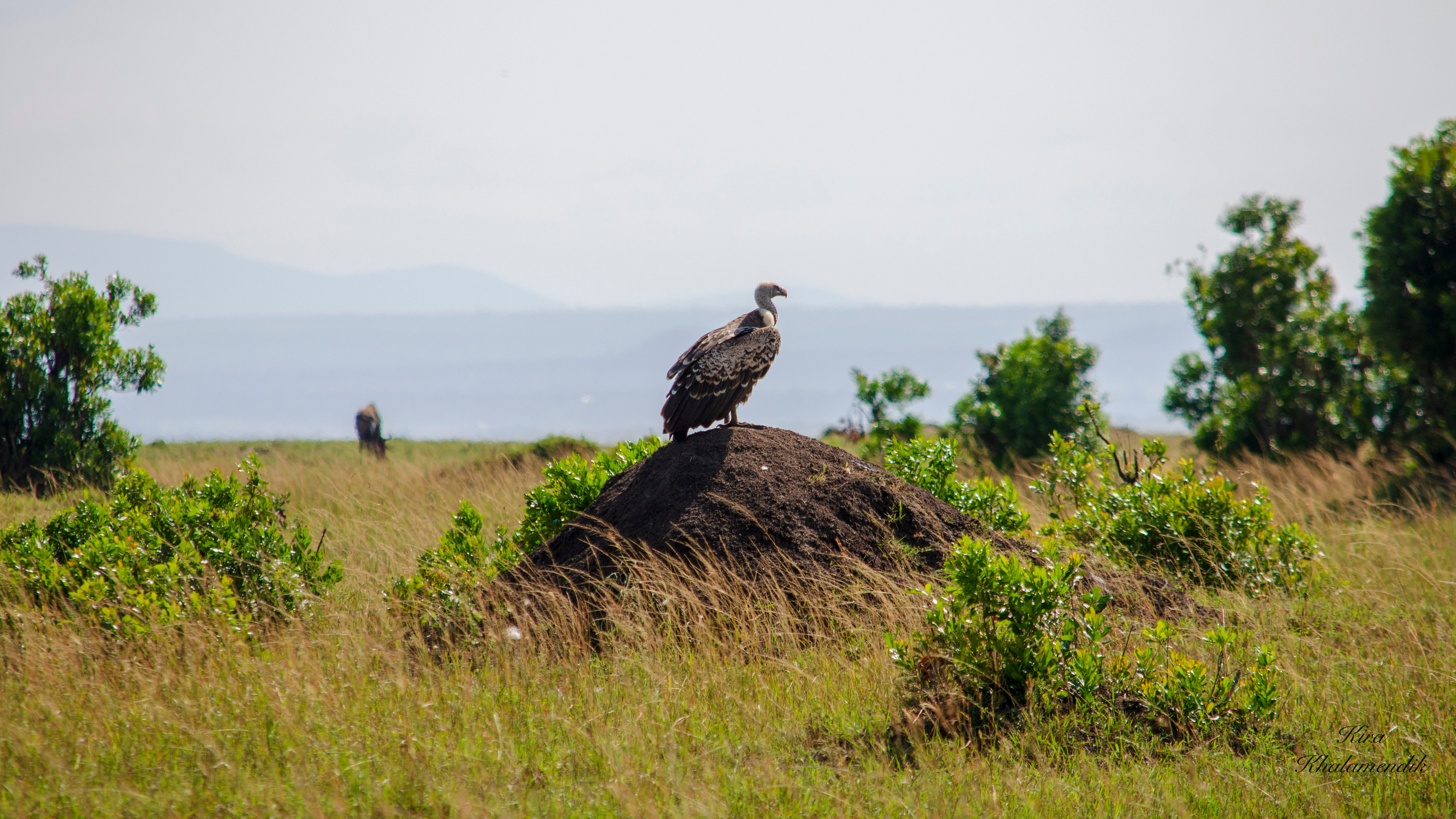 Afrique Centrale (paysages, animaux). Mannequins, design, decoration, handmade, photographe…