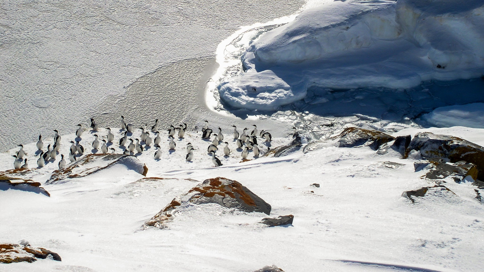 ANTARCTICA / 2004. Reportage concert portrait photography in the San Francisco Bay Area