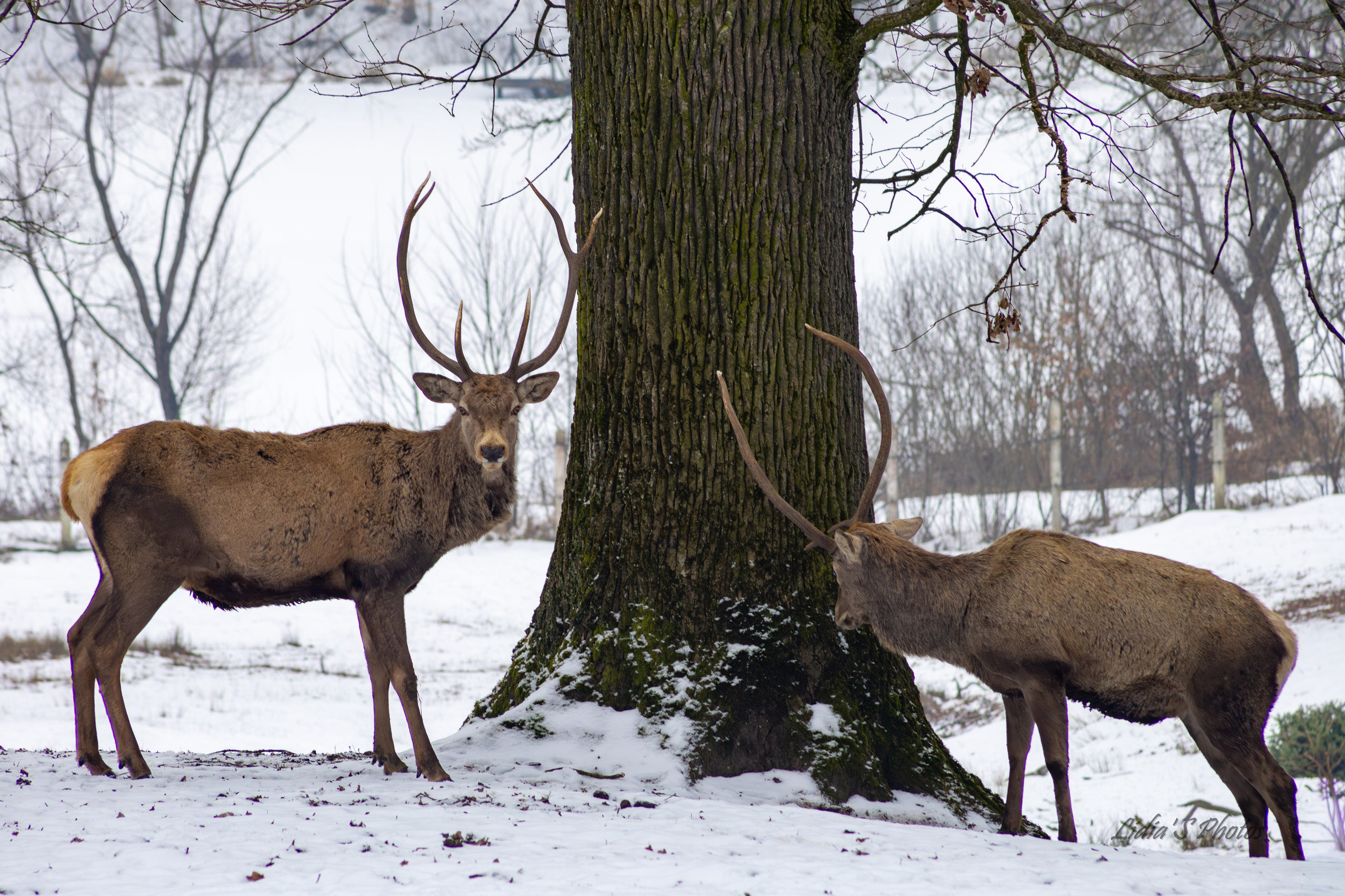 Flora și fauna. Fotograf. Lucrez cu oameni, produse și spații. Portret și fotografie creativă. Bacău, România. Lidia Savinoiu