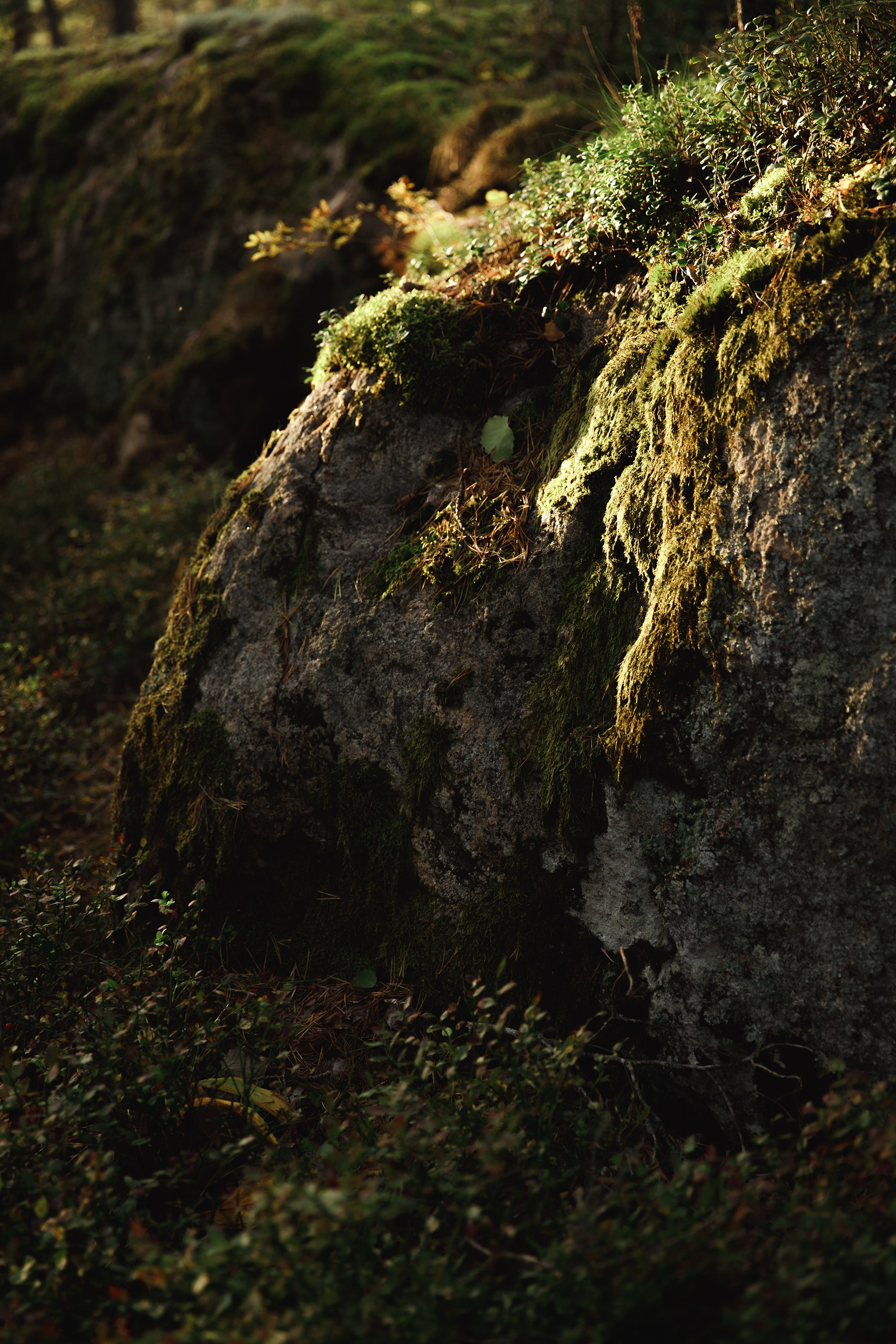 Turku. Kaja | fotograf psów we Wrocławiu