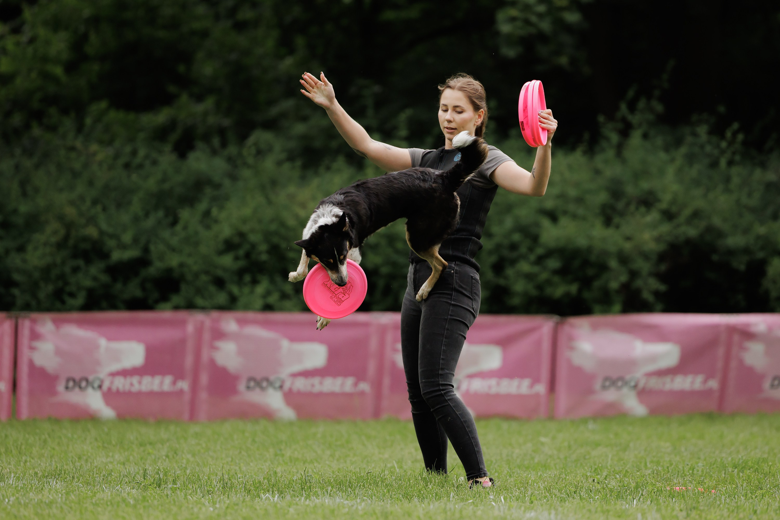 Latające psy, Wrocław'25. Kaja | fotograf psów we Wrocławiu