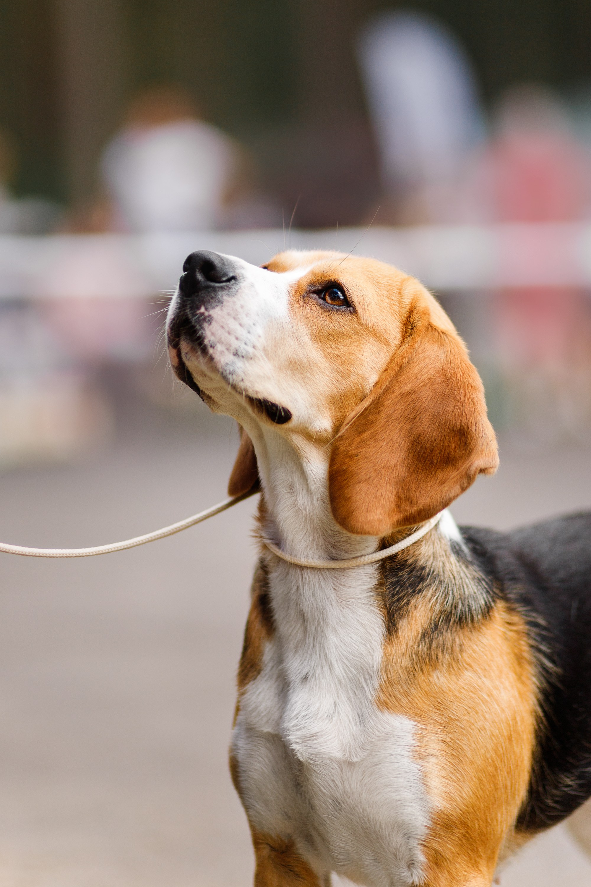 Dog shows | the best ones. Kaja | fotograf psów we Wrocławiu