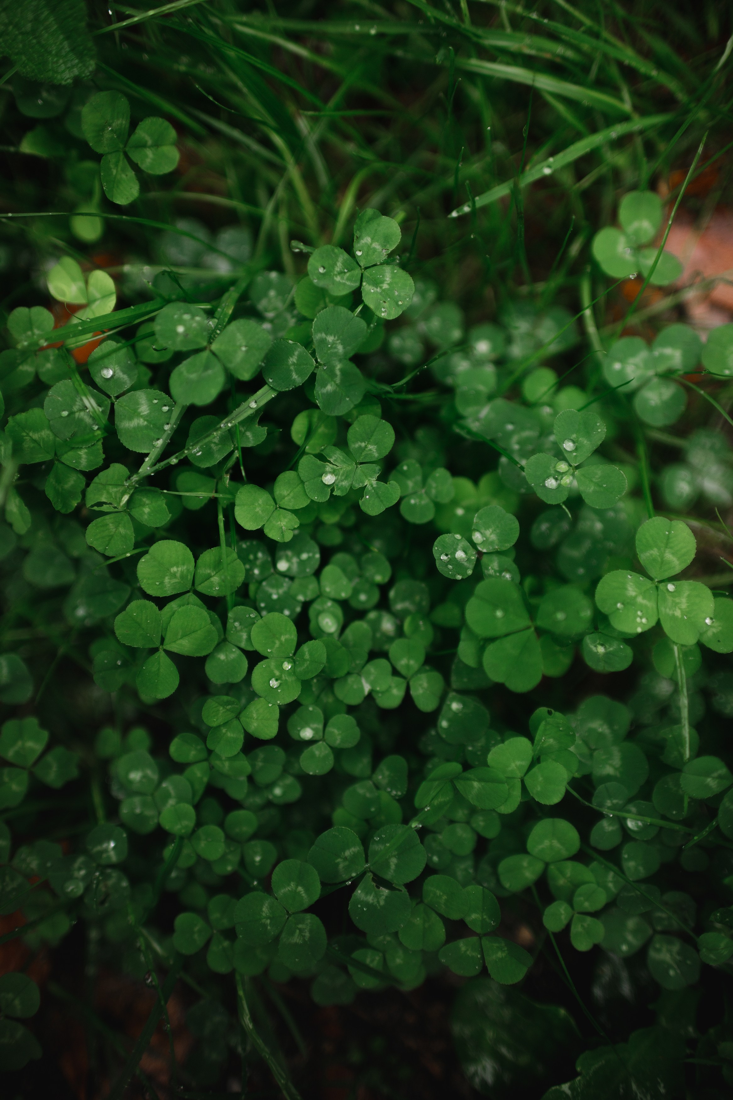 Zamek Grodziec. Kaja | fotograf psów we Wrocławiu