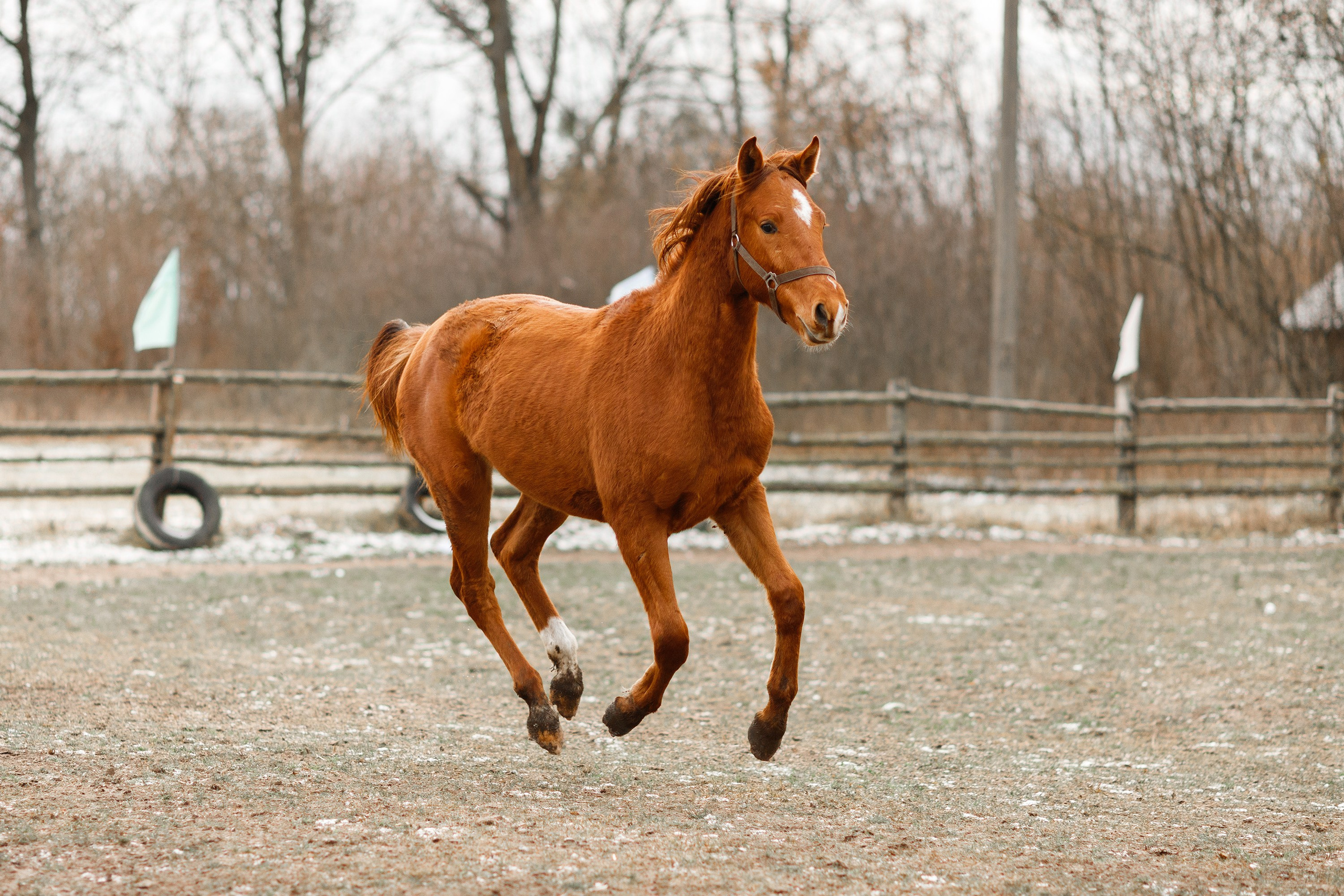 Winter stable. Kaja | fotograf psów we Wrocławiu