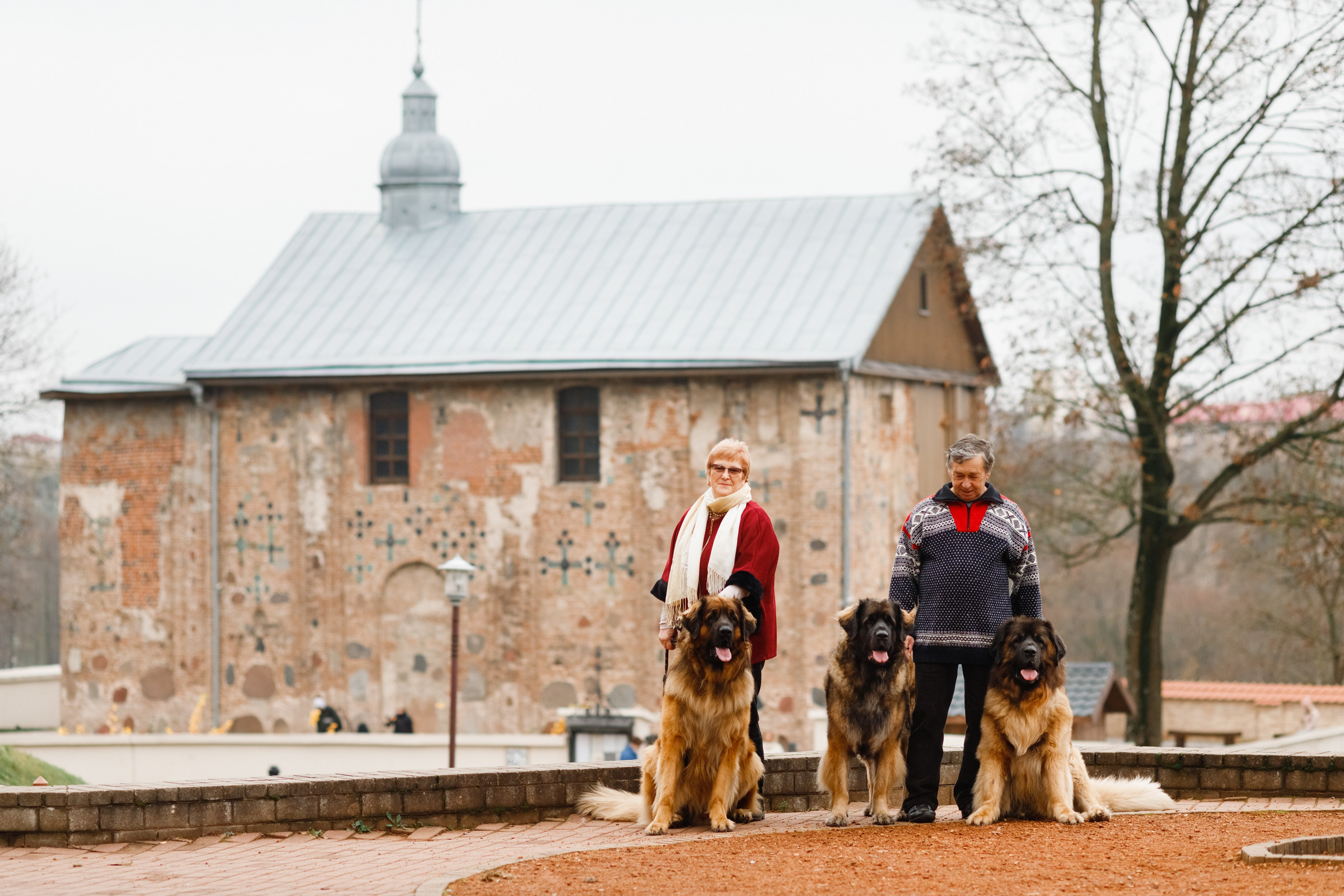 Leonbergers. Kaja | fotograf we Wrocławiu | ludzie i psy
