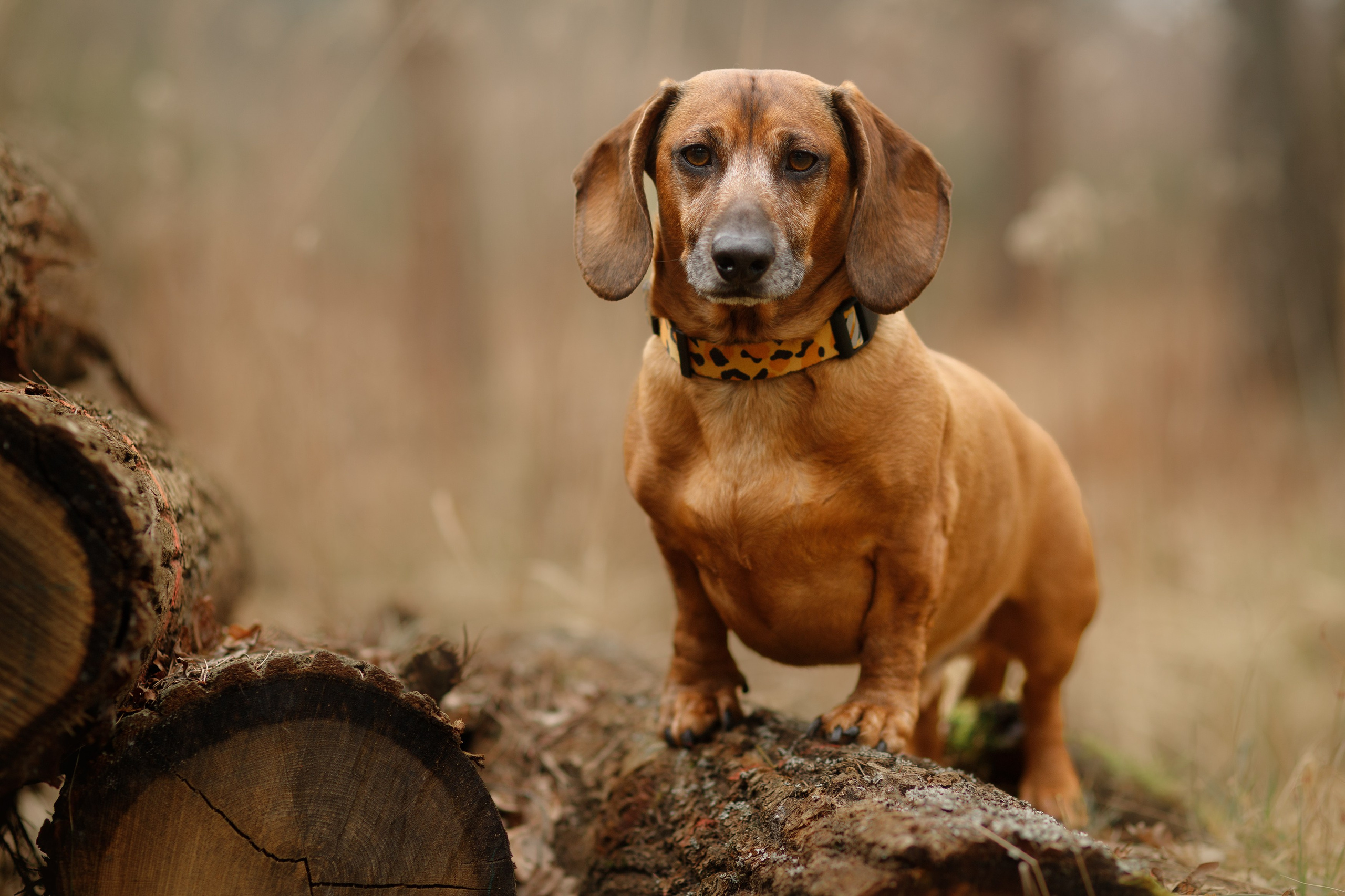 Ania, Franek & Vincent. Kaja | fotograf psów we Wrocławiu