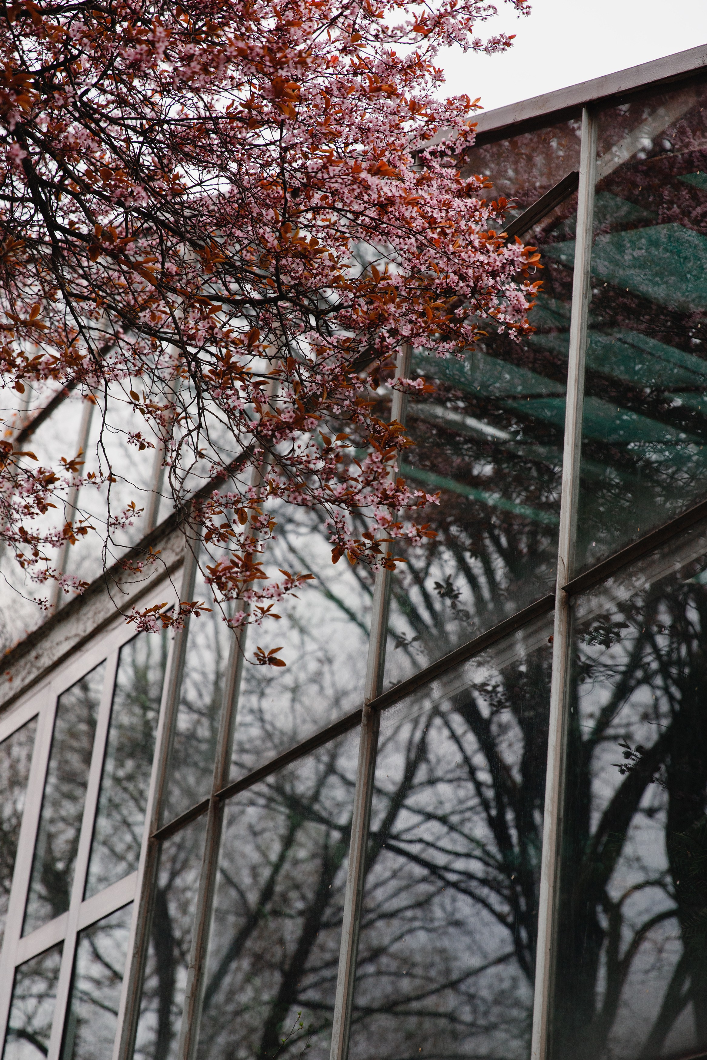 Botanical garden in Wroclaw. Kaja | fotograf we Wrocławiu | ludzie i psy