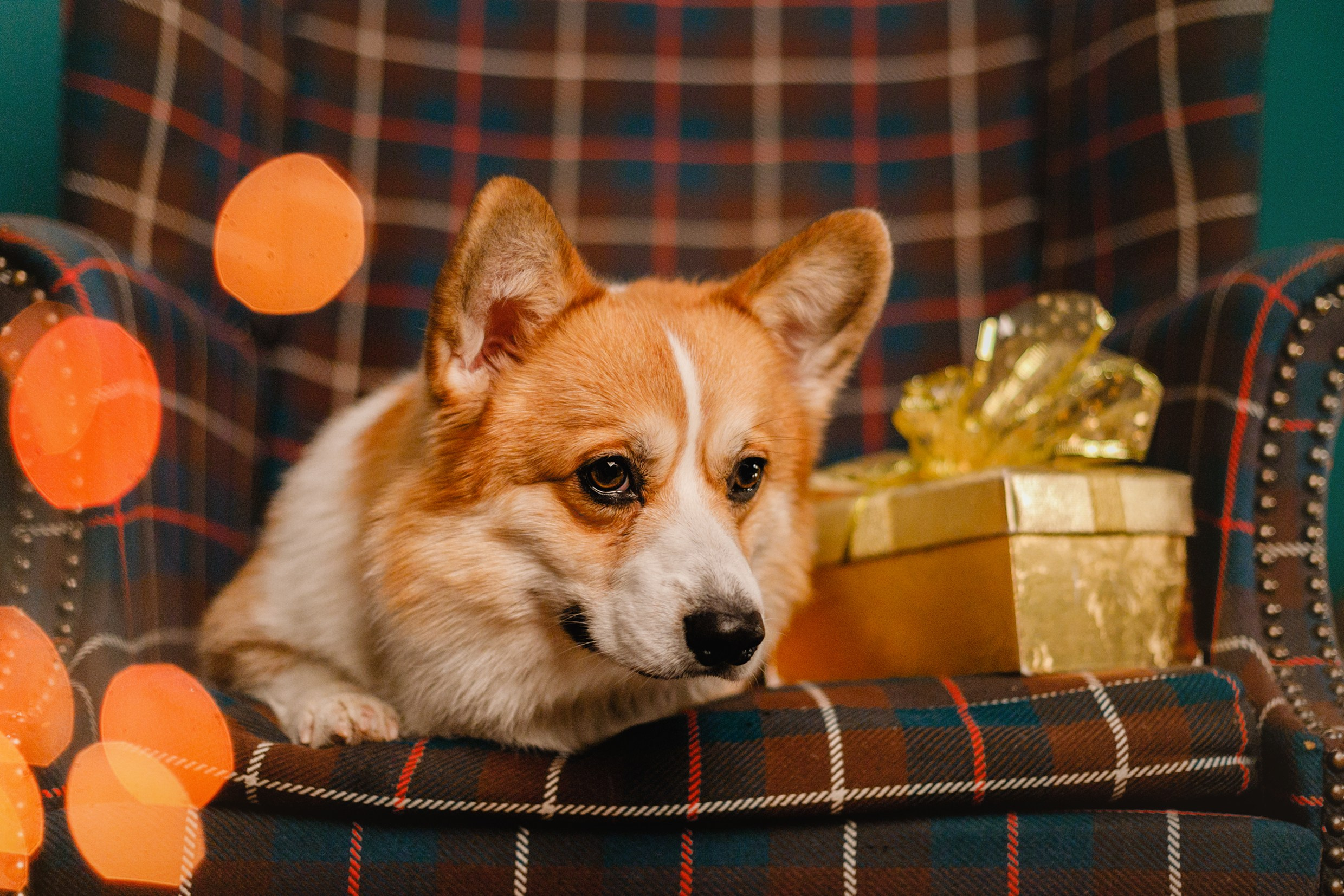New Year corgis in studio. Kaja | fotograf we Wrocławiu | ludzie i psy