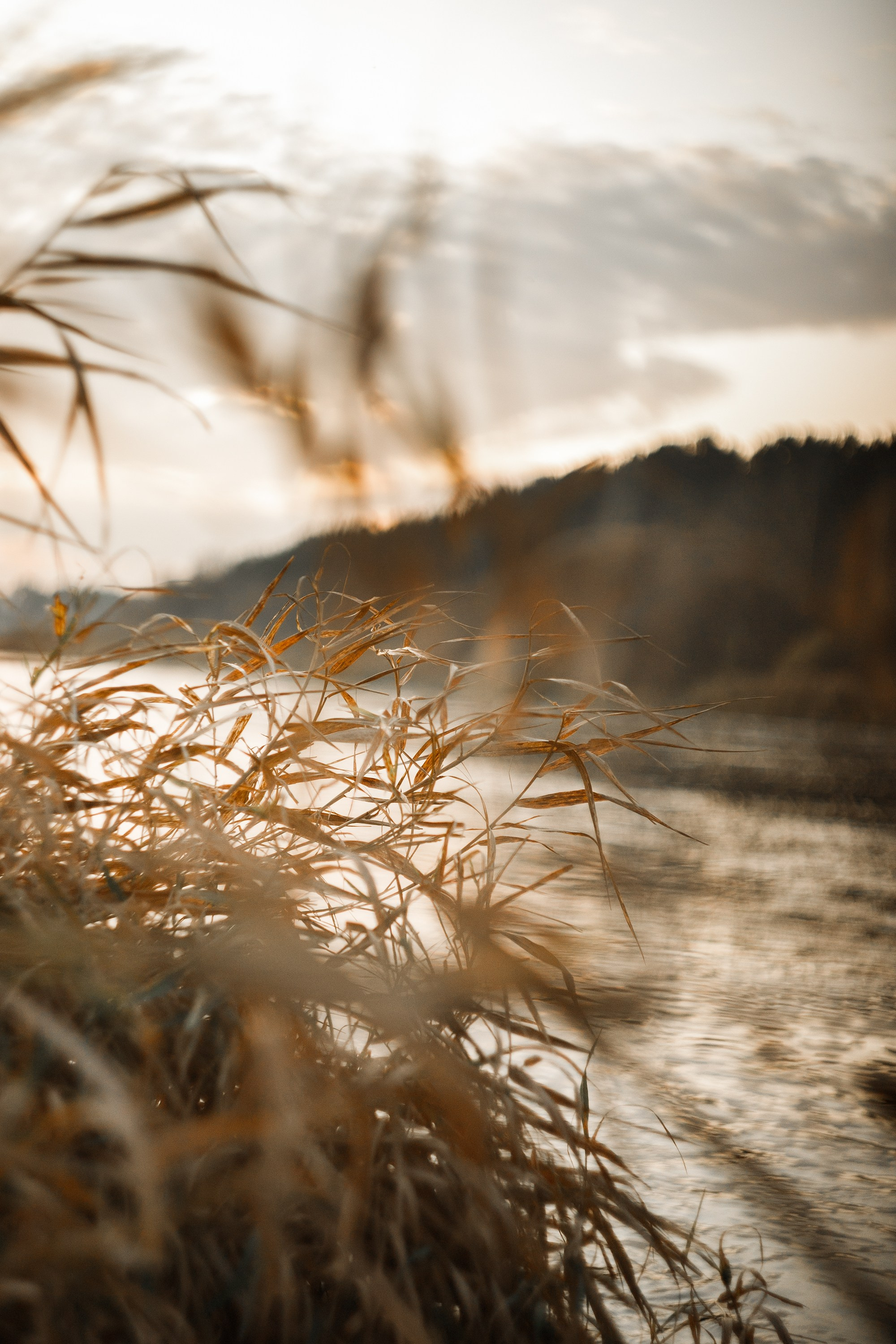 Polina. Kaja | fotograf psów we Wrocławiu