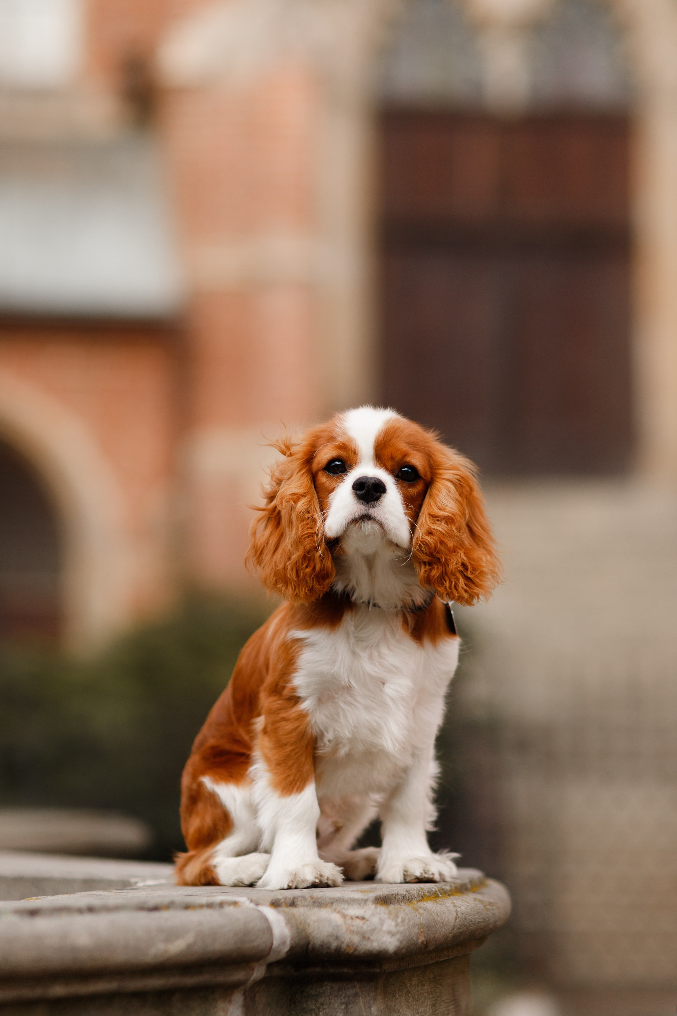 Uliana i Franklin. Kaja | fotograf we Wrocławiu | ludzie i psy