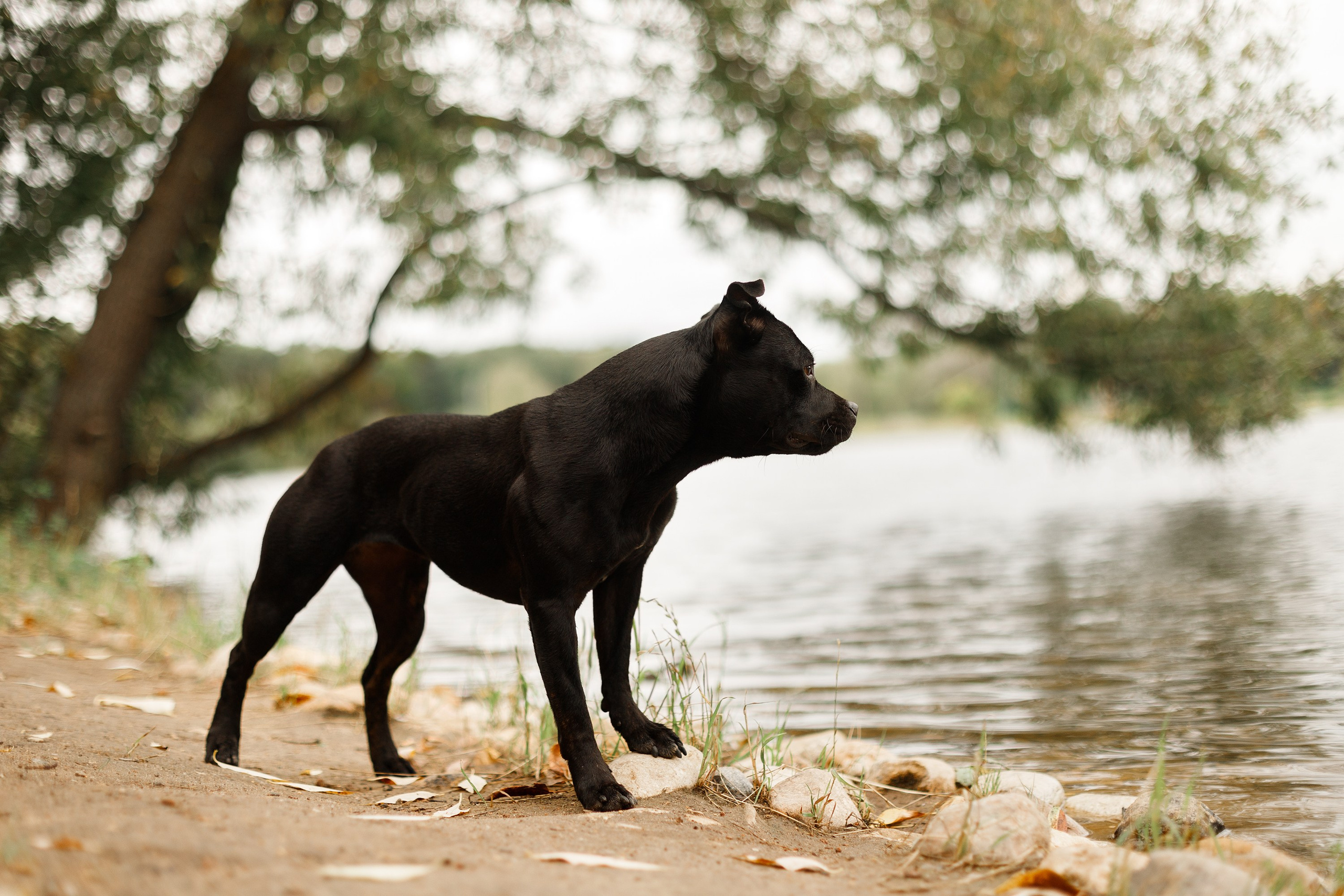 Staffy Yosia. Kaja | fotograf we Wrocławiu | ludzie i psy