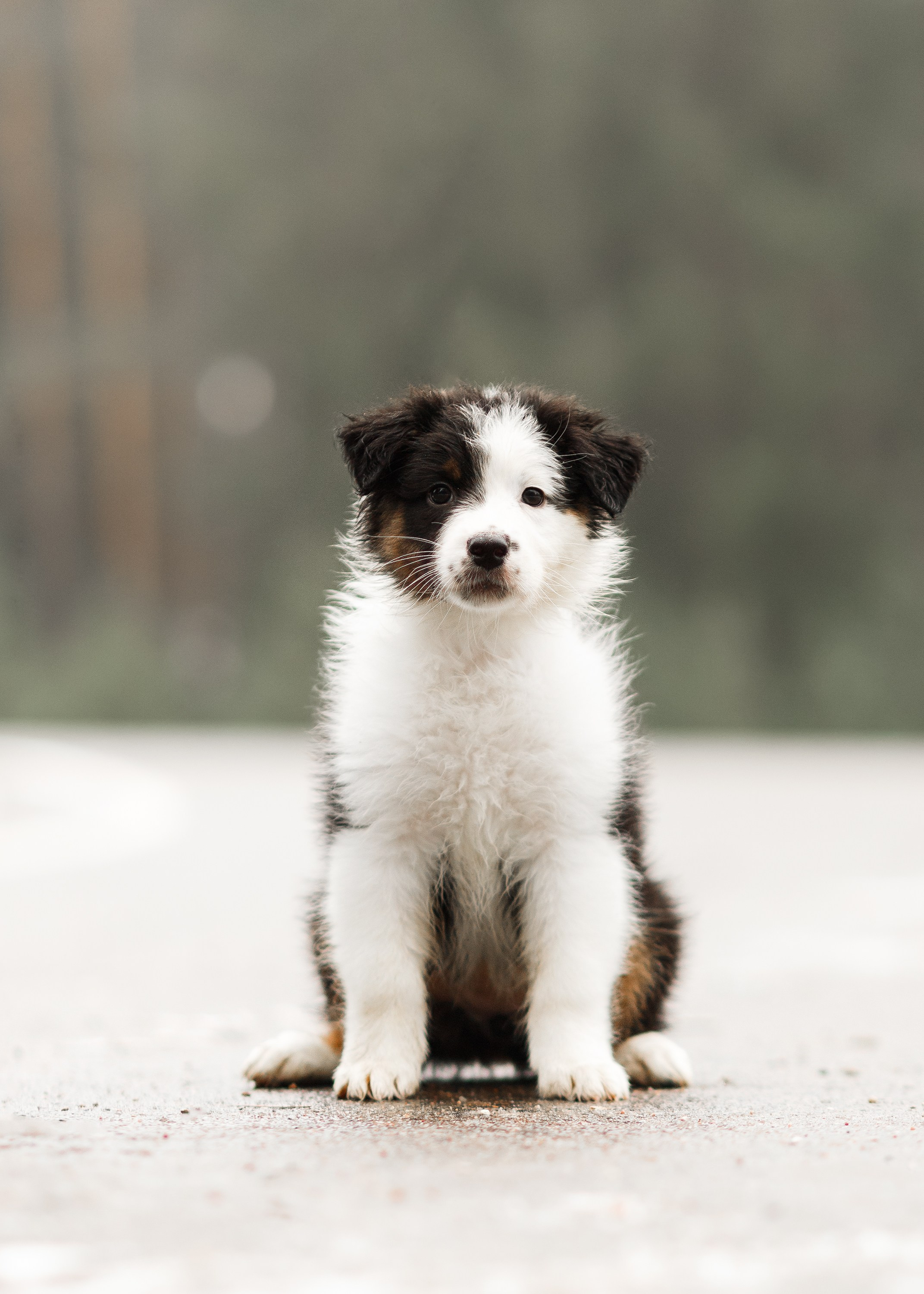 Pack of aussie puppies. Kaja | fotograf psów we Wrocławiu