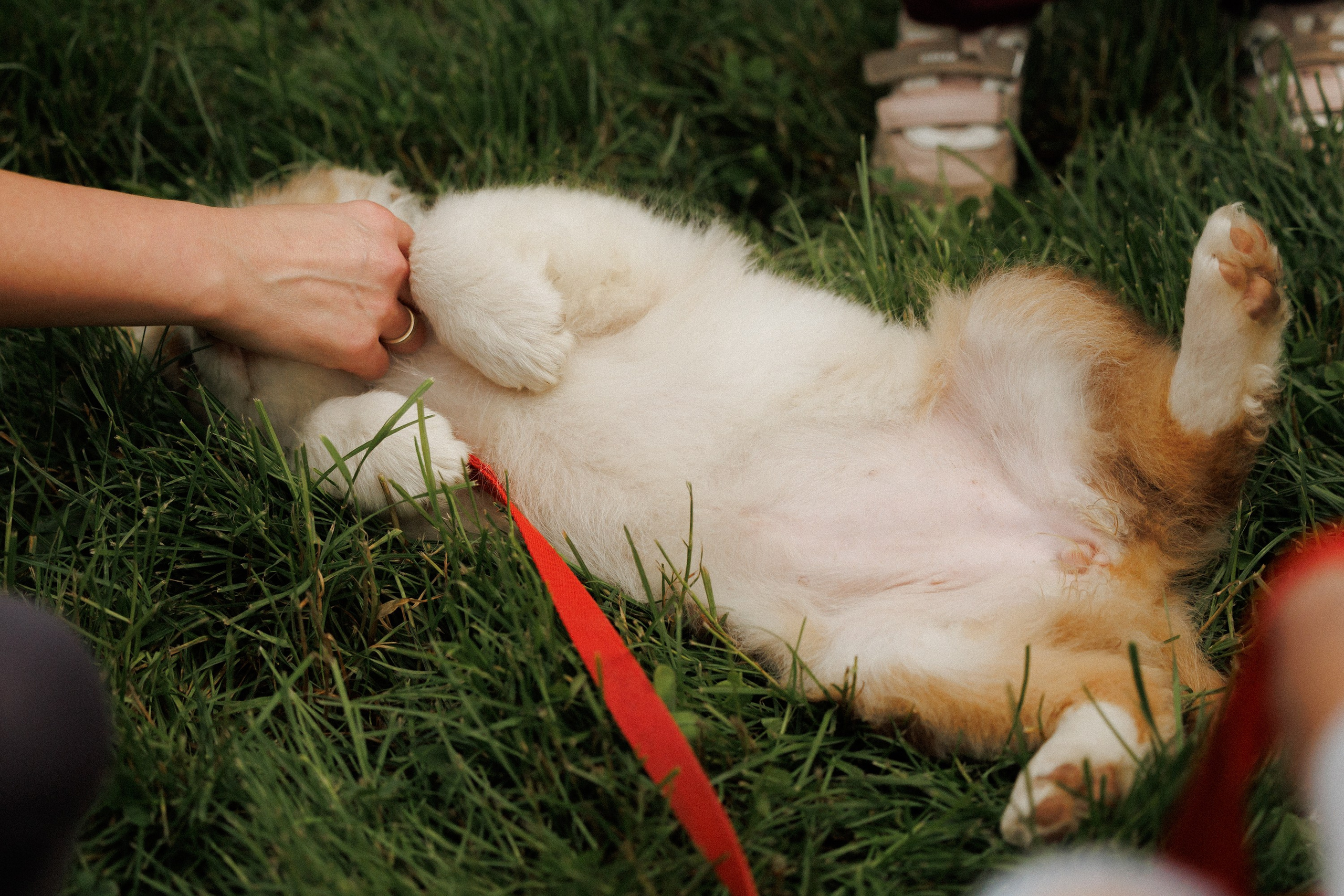 Latające psy, Wrocław'25. Kaja | fotograf psów we Wrocławiu