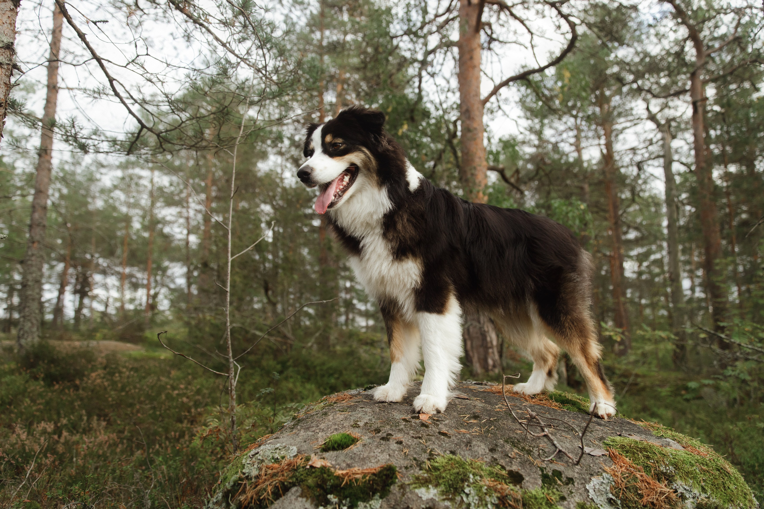 Finnish mossy hills. Kaja | fotograf psów we Wrocławiu