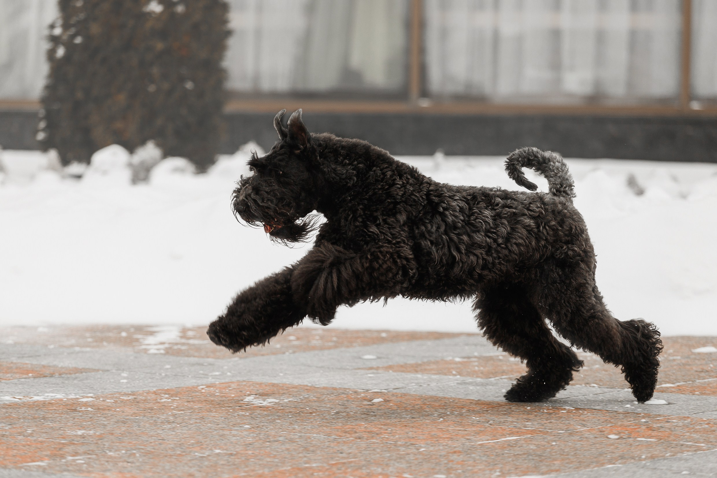 Kerry blue terrier & italian spinone. Kaja | fotograf we Wrocławiu | ludzie i psy