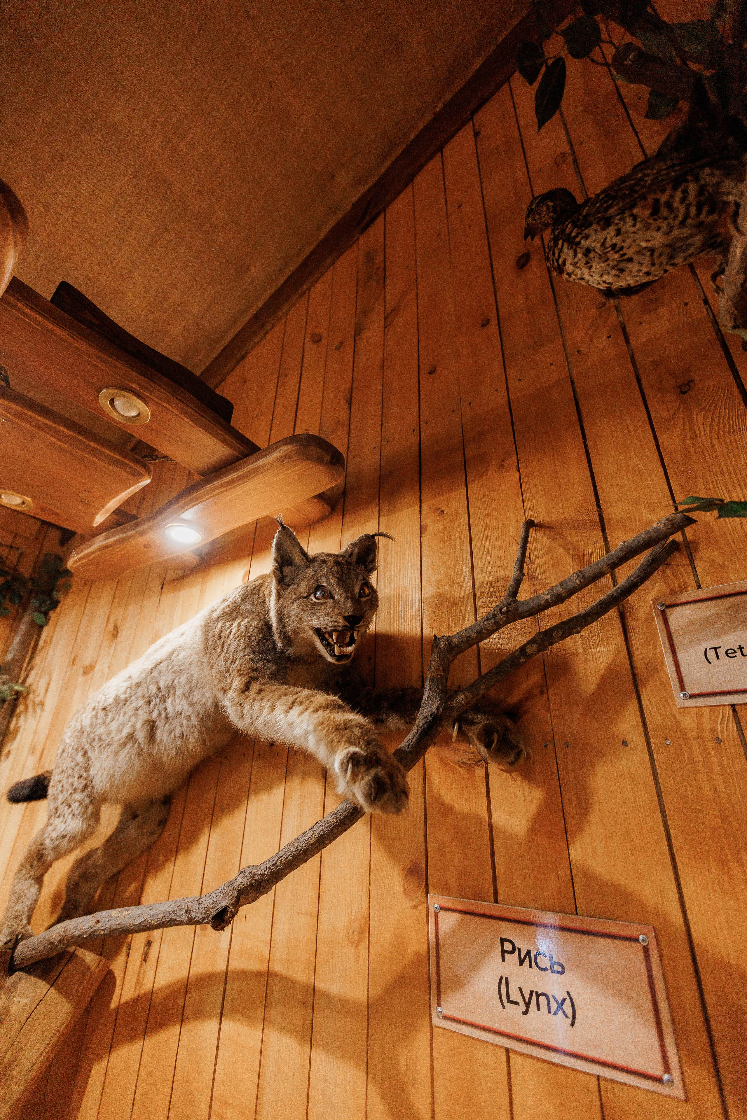 Екопарк Аміла. Ірина Терещук