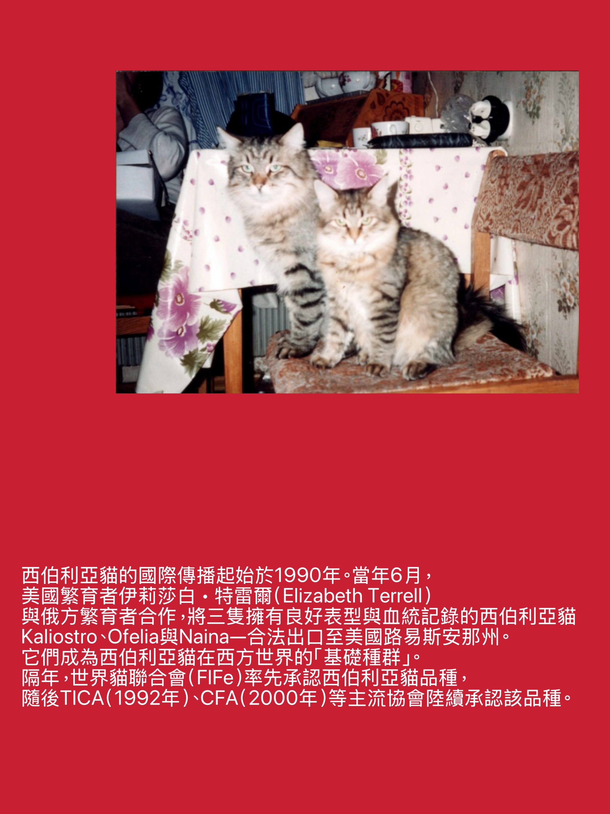 LEMON GREEN SIBERIANS