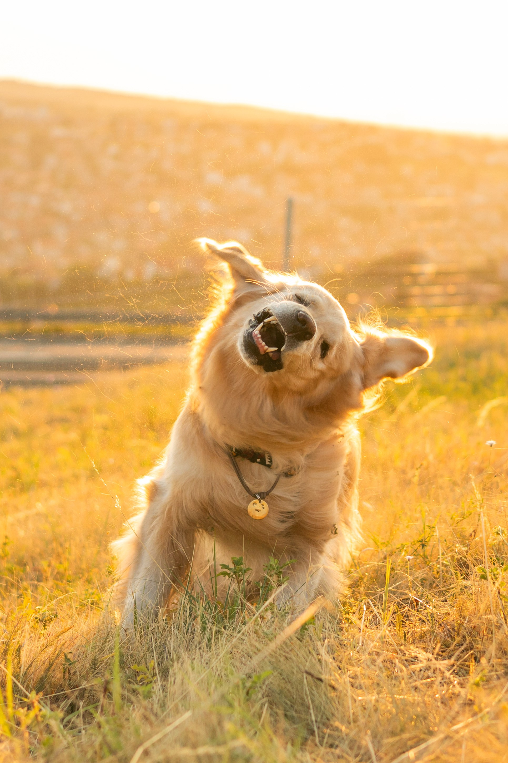 Антон и Плюша. Фотограф-анималист | Белград