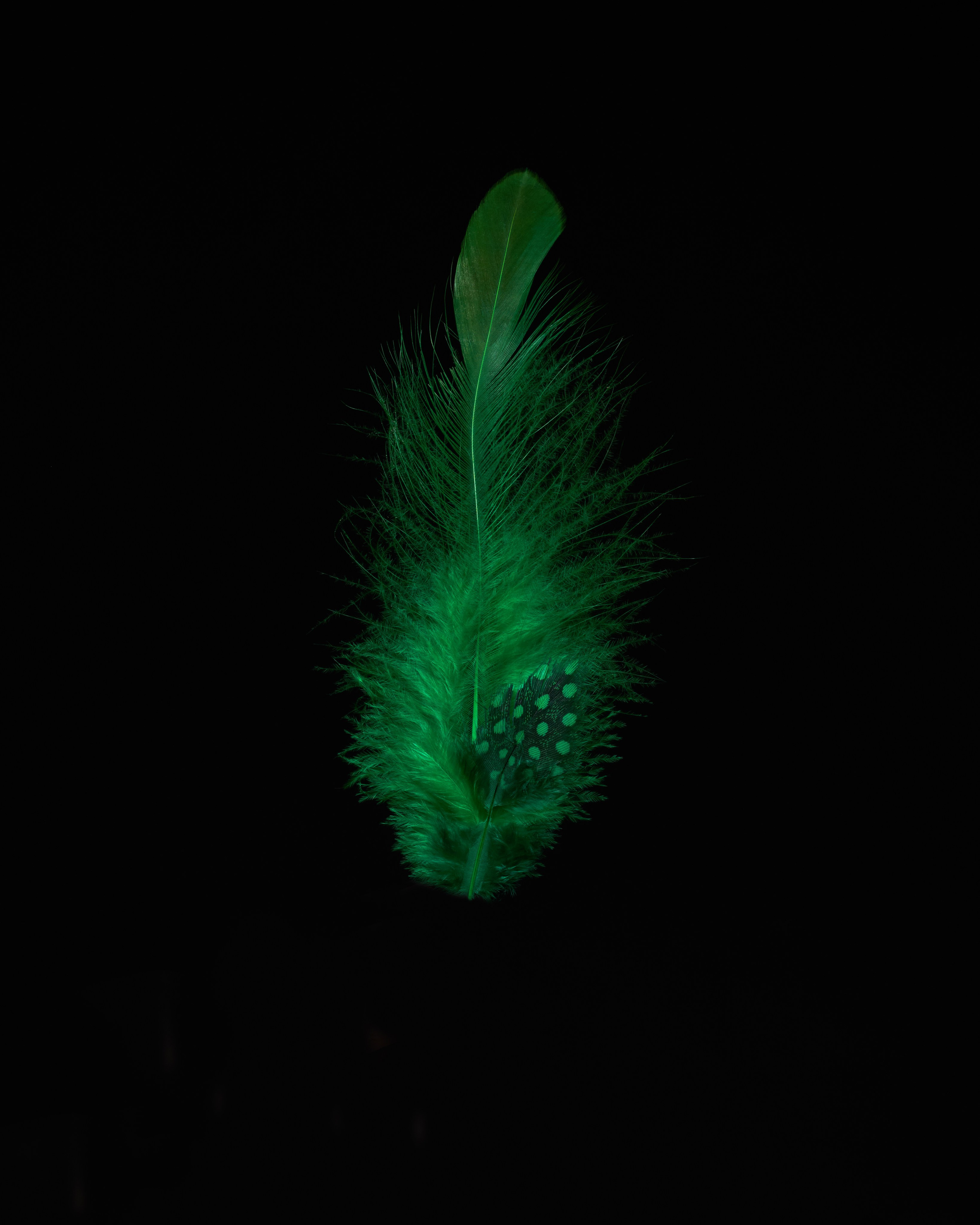 Beauty. Alireza Sahebi Photographer