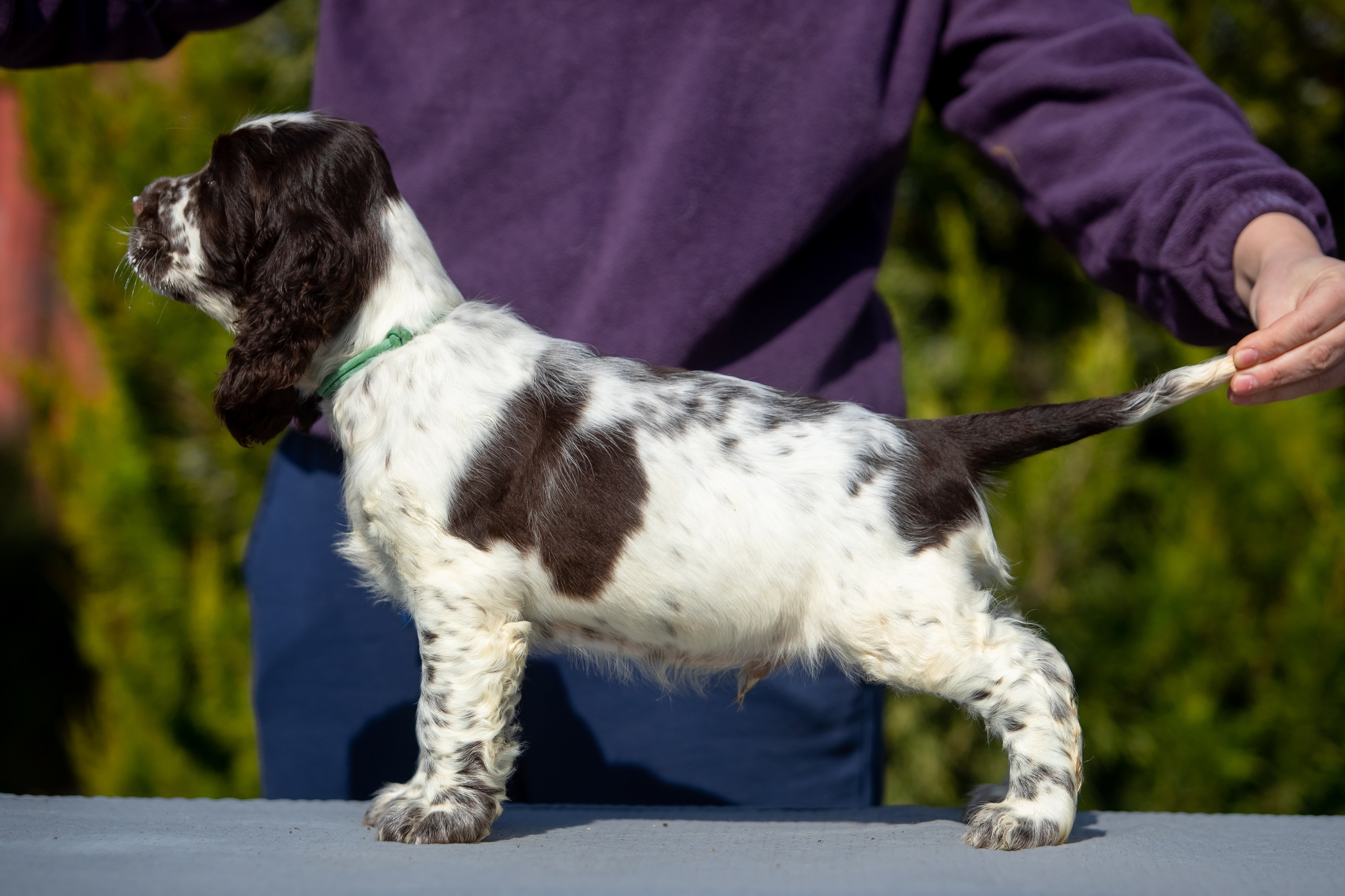 Male — Blue collar 💙. Website of the titled stud dog of the Springer Spaniel breed