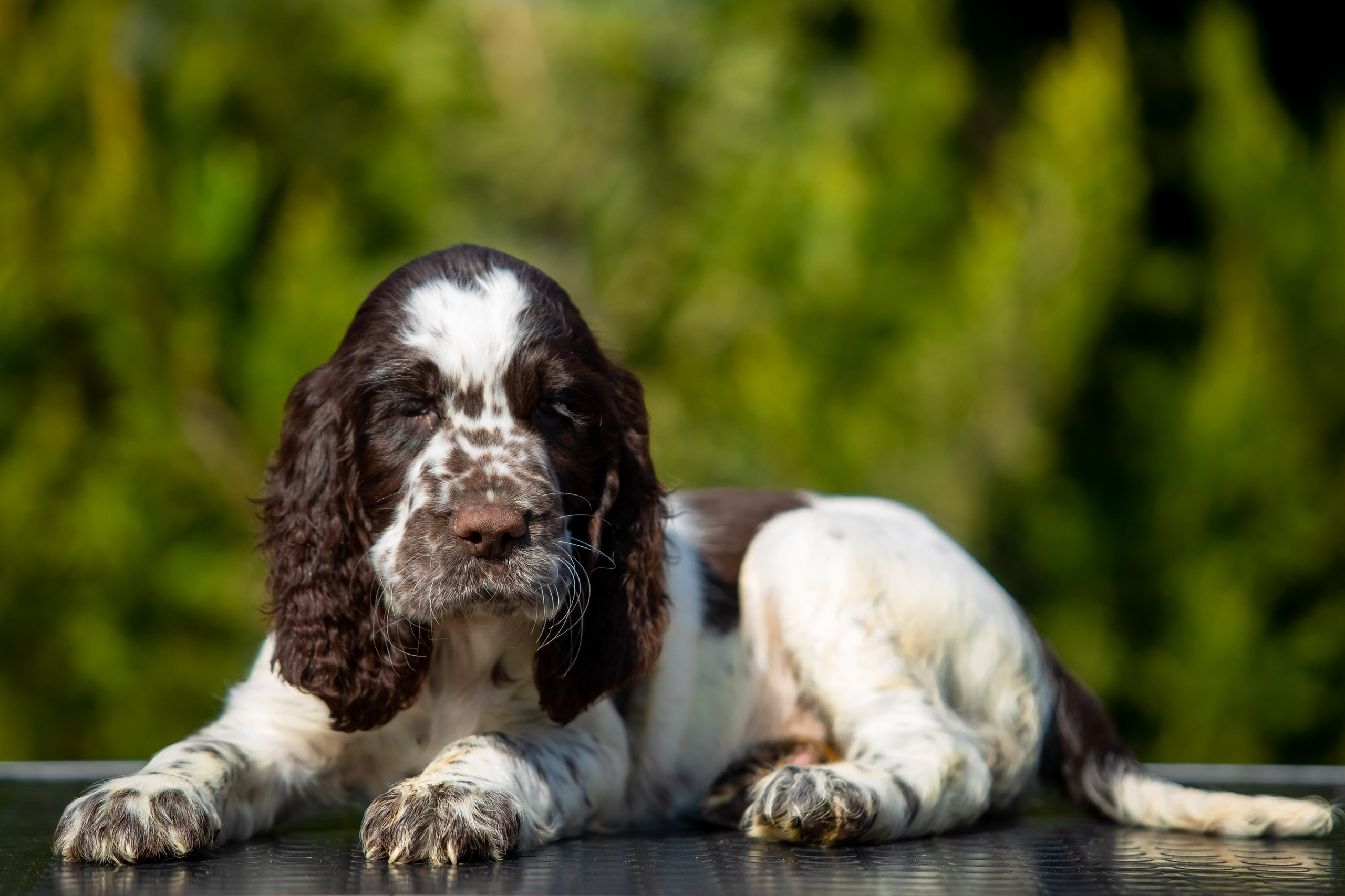 Female — Red collar ❤️. Website of the titled stud dog of the Springer Spaniel breed