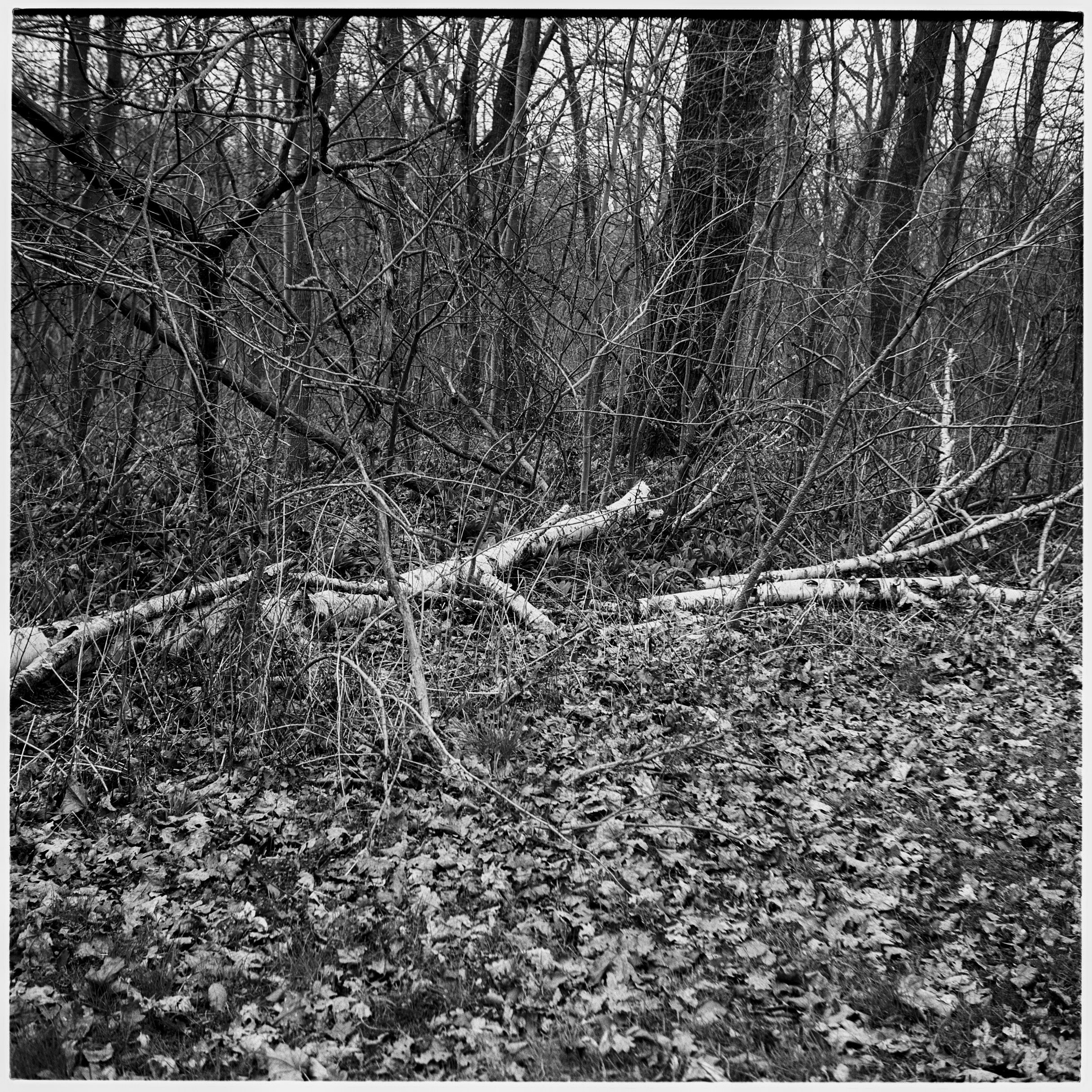 Analog Sketches. Anastasia Musinova