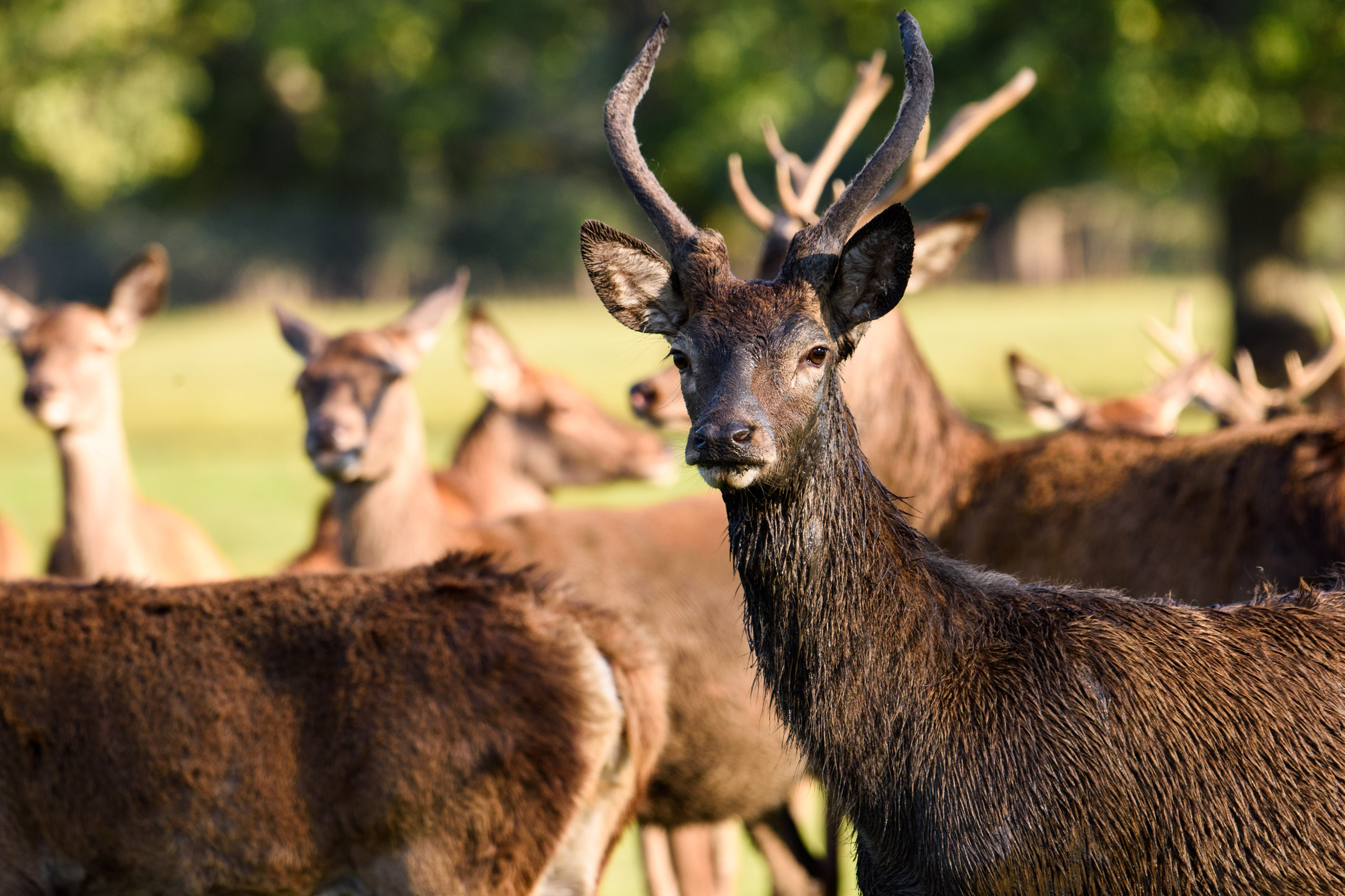 Nature. Ritvars Pujats Emotion Photographer
