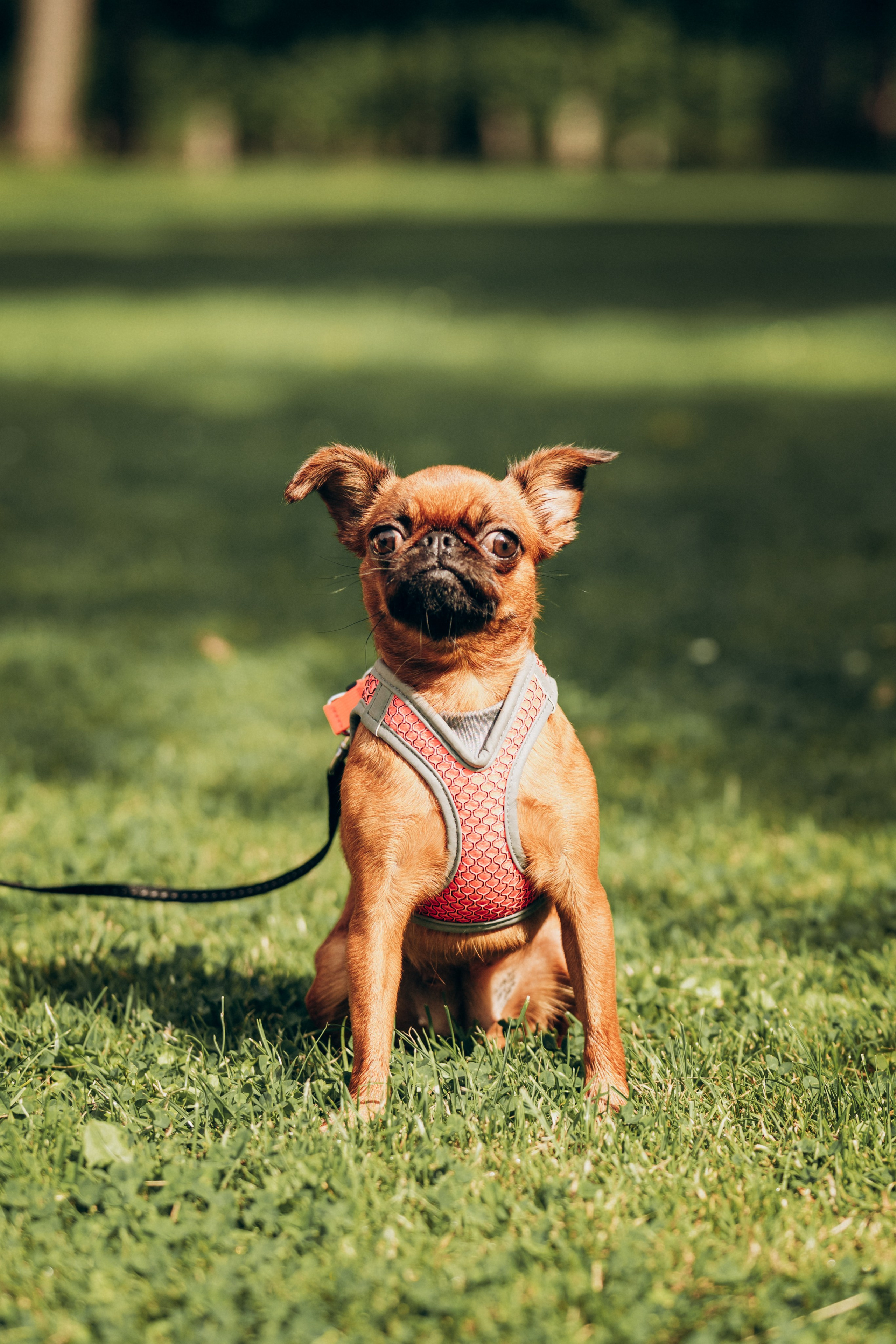 Natalia, Janik, Nusha & Betty. Фотограф-анималист в Таллинне, Катя Лайсаар