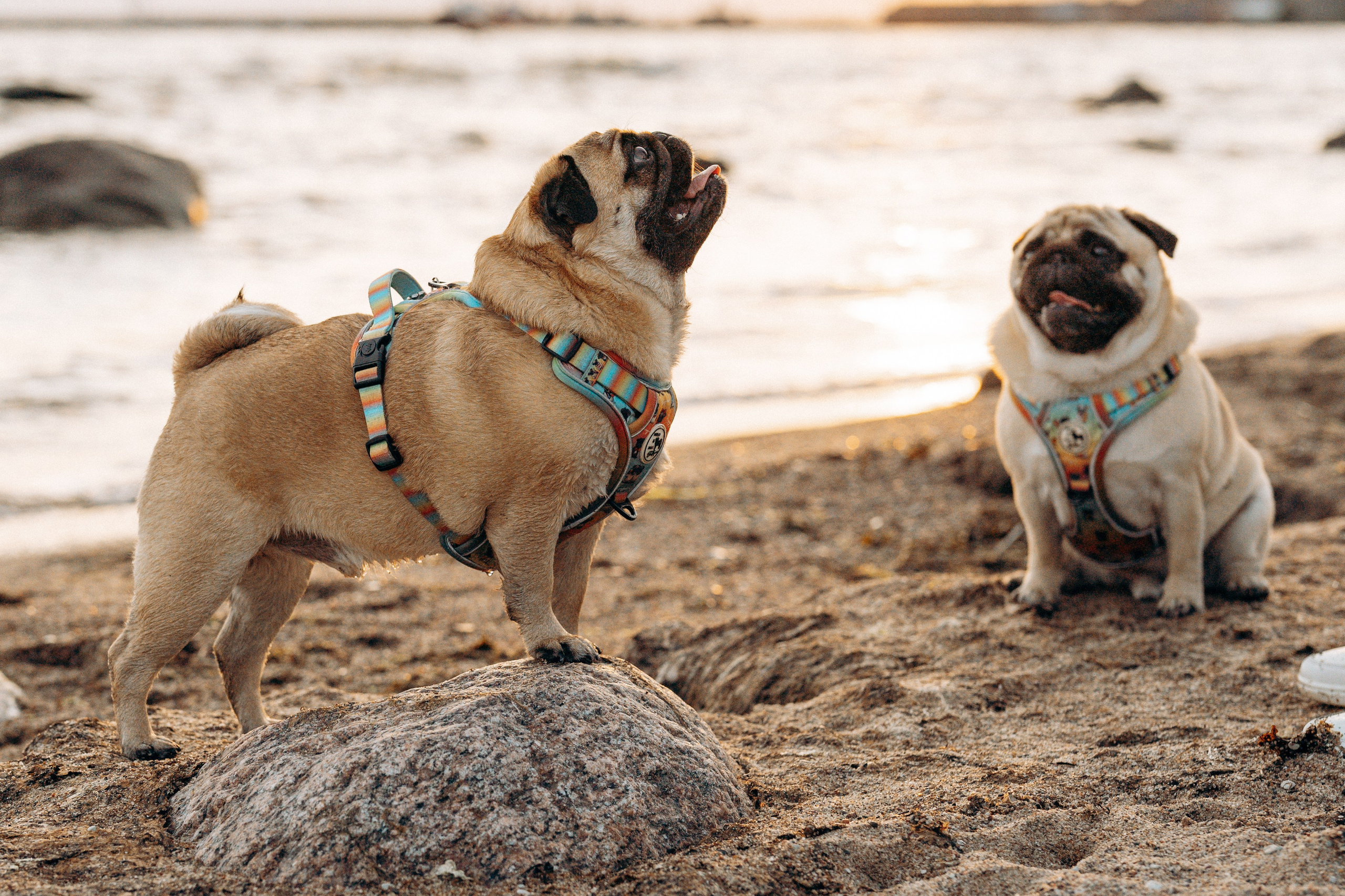 Frank, Tony, Katerina & Lev. Kat Laisaar — Pet photographer in Tallinn