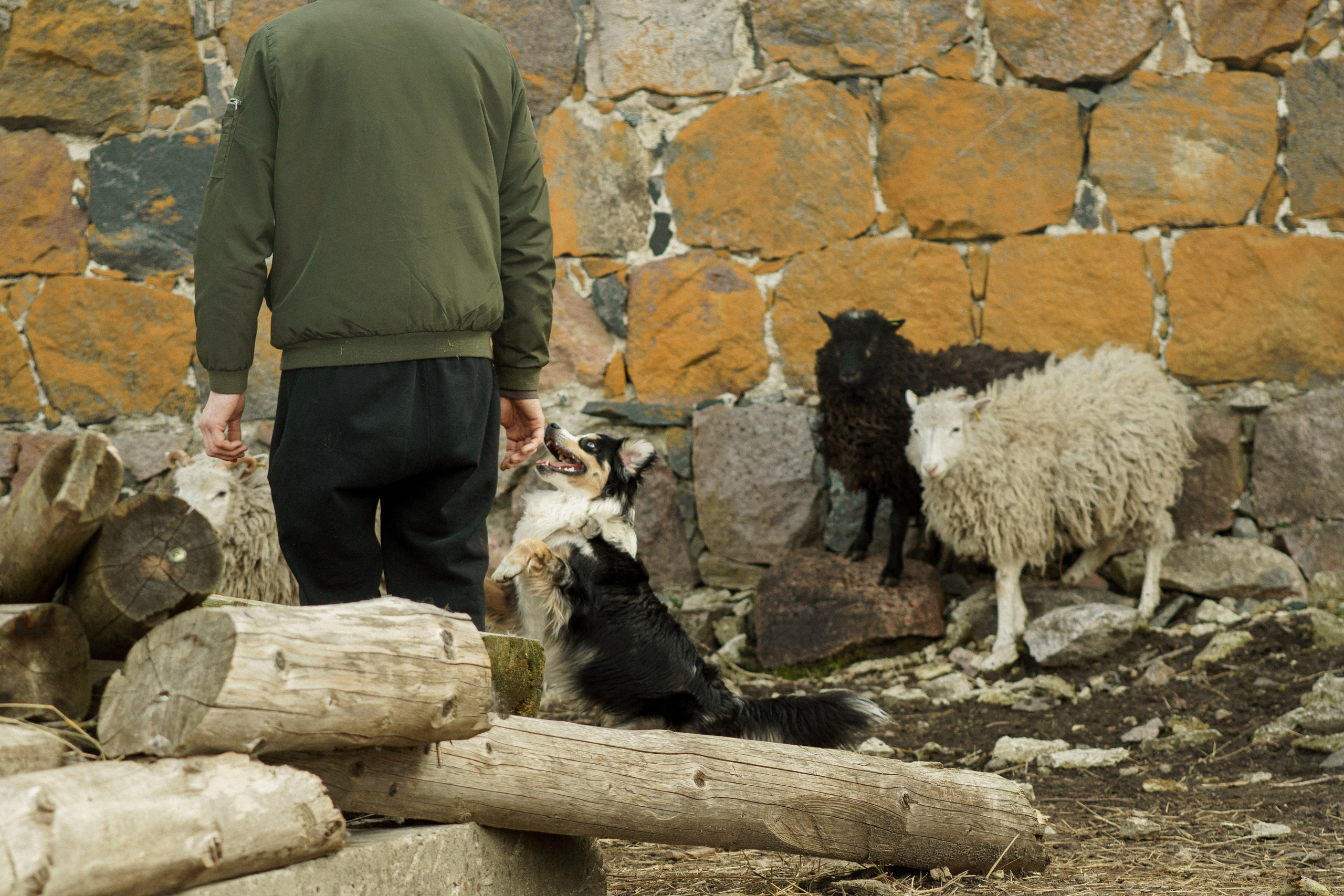 Herding Days, 26 apr. 2025. Kat Laisaar — Pet photographer in Tallinn