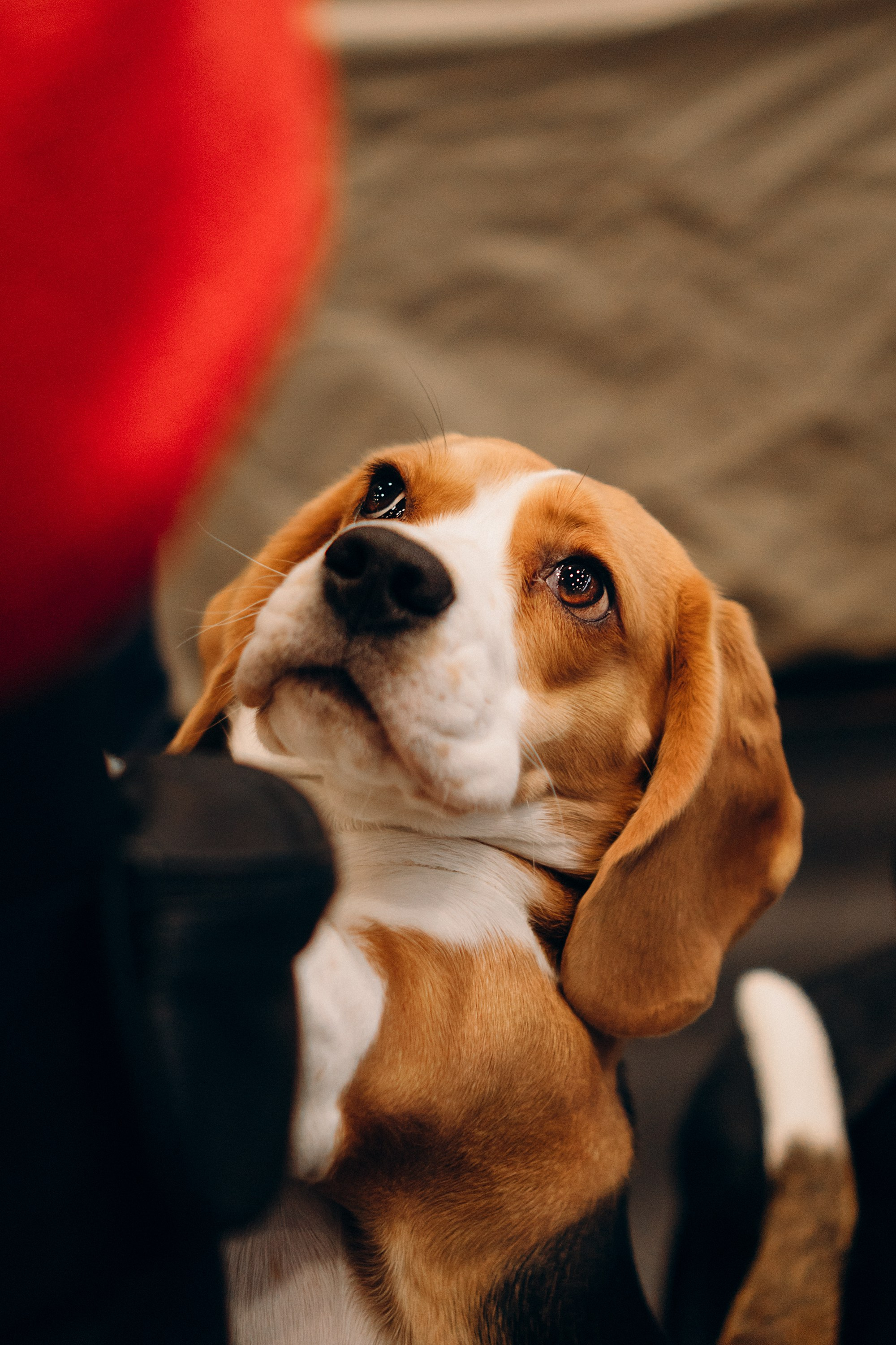 Luure & Cascada. Kat Laisaar — Pet photographer in Tallinn