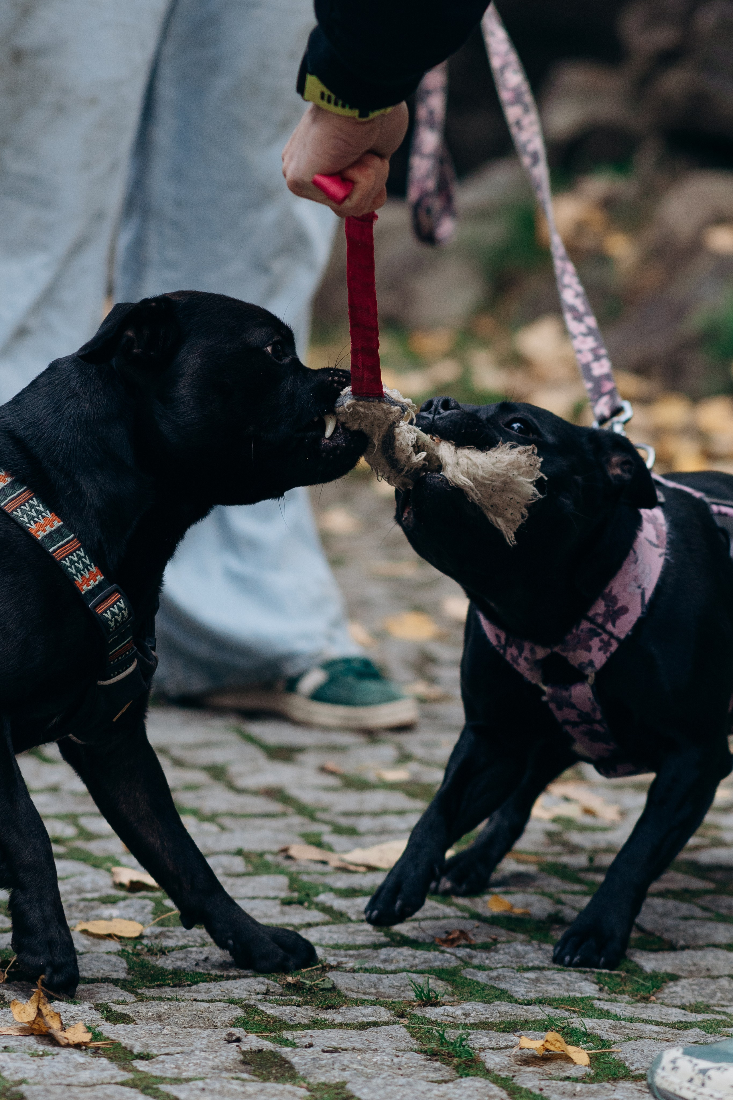 Staffordshire Bull Terriers Meetup. Kat Laisaar — Pet photographer in Tallinn