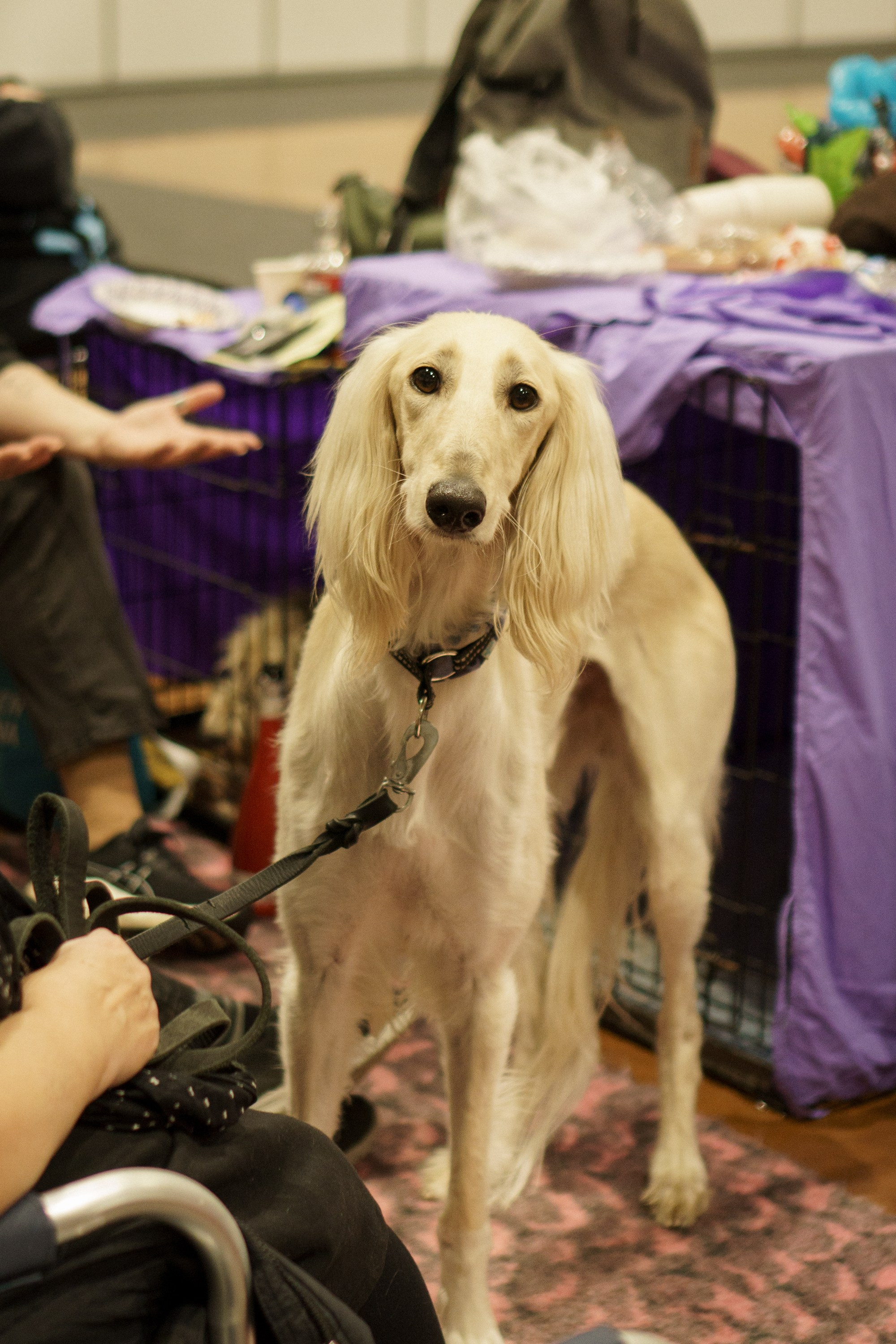 Tartu International Dog Show. Kat Laisaar — Pet photographer in Tallinn