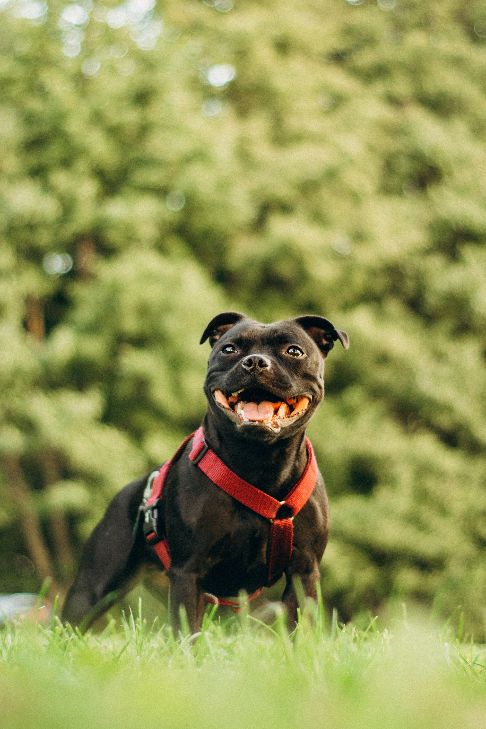 Severa and Barracuda, Staffordshire Bull Terriers. Kat Laisaar — Pet photographer in Tallinn
