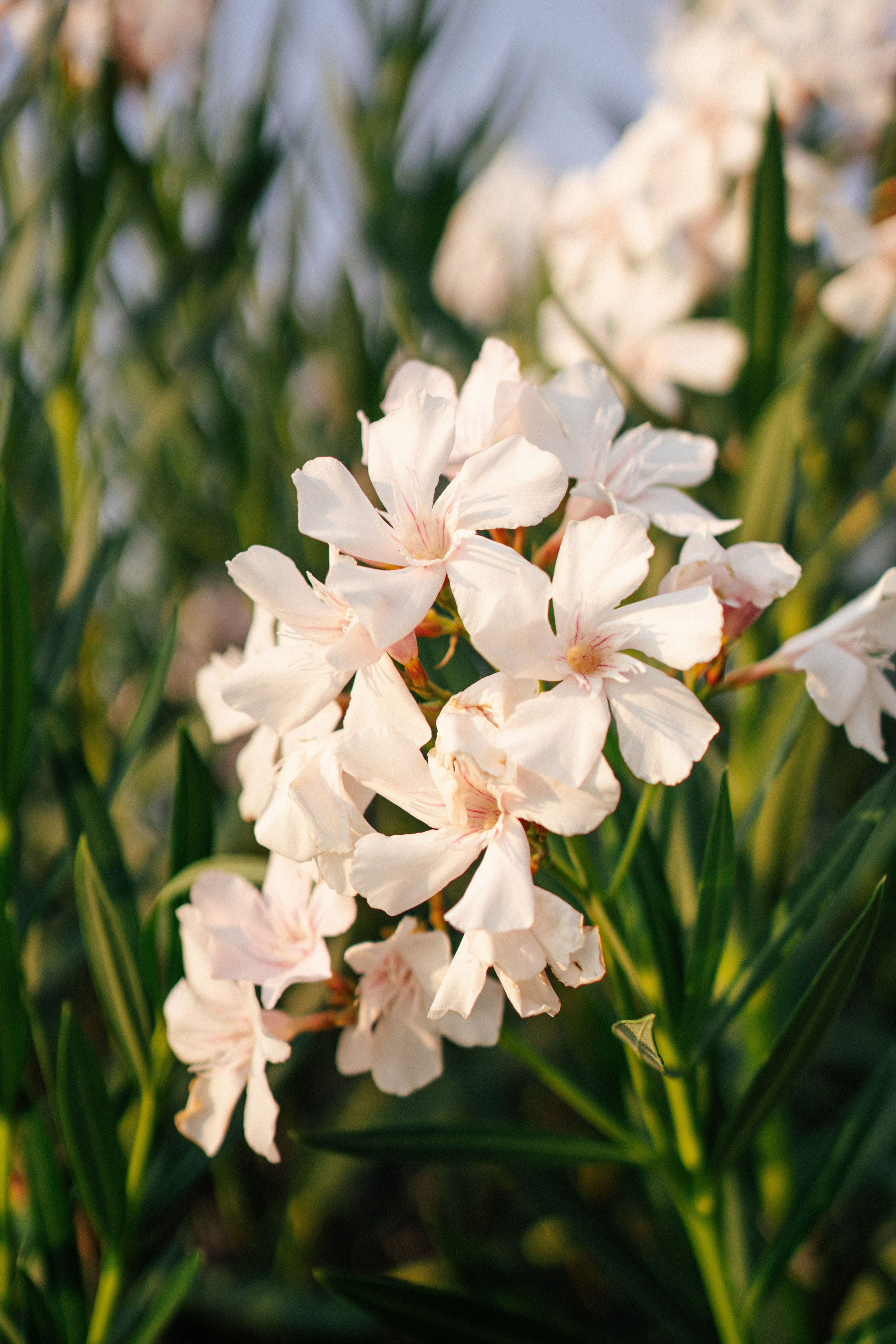 Weddings, sports and events photographer in Senigallia