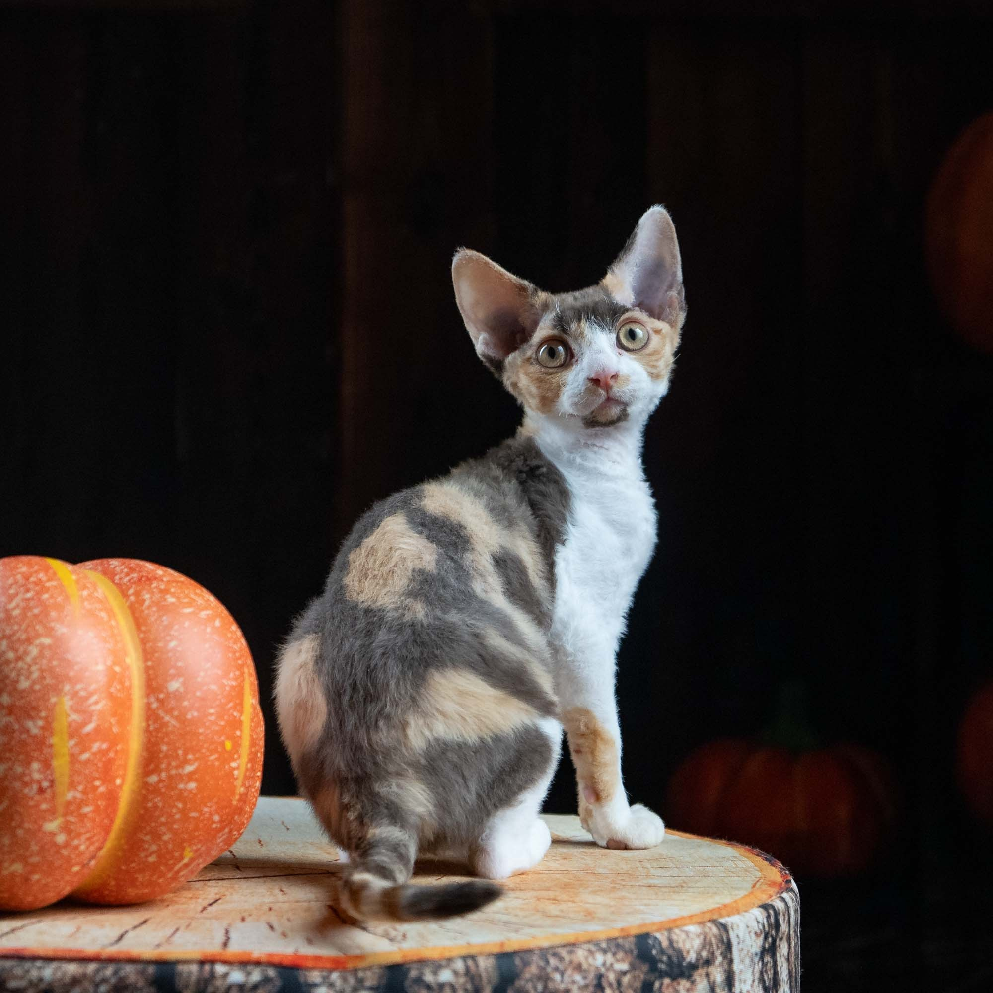 Dixie, girl, born on 06.06.24 SOLD. Devon Rex Pixie Cattery