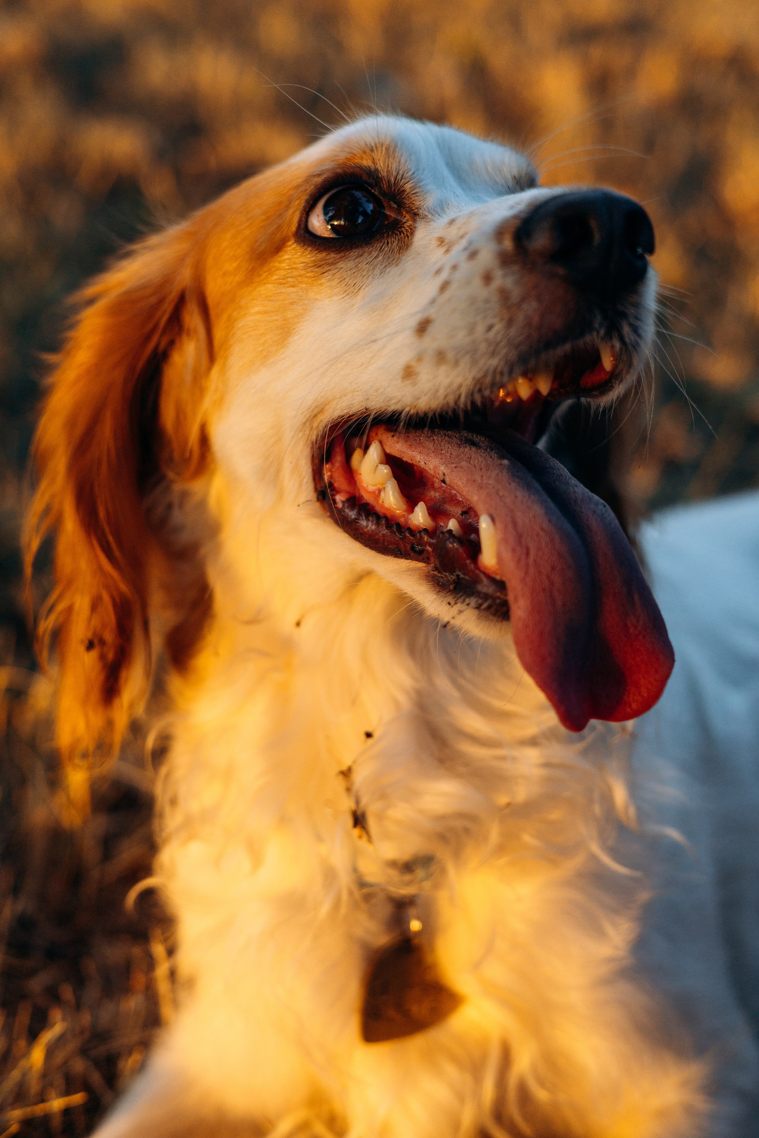 Софья и Арья. Фотограф-анималист | Белград